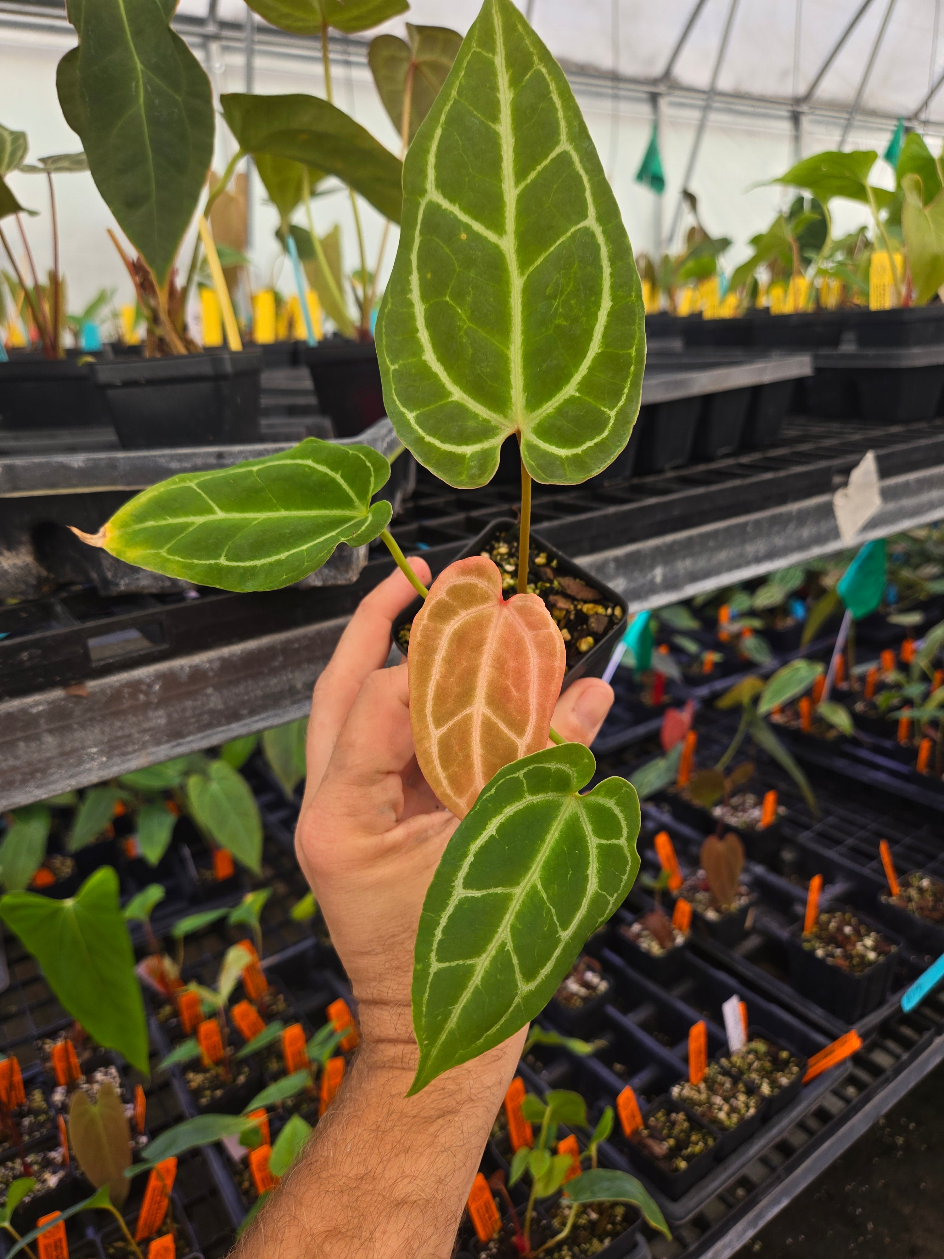 Anthurium ('AOS' SKG' / 'Tim's Black' ) x ('Tim Anderson Crystal