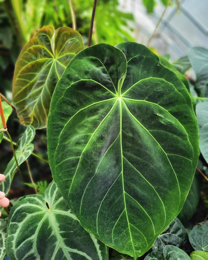 Anthurium Hoffmannii x X Rotundatum x