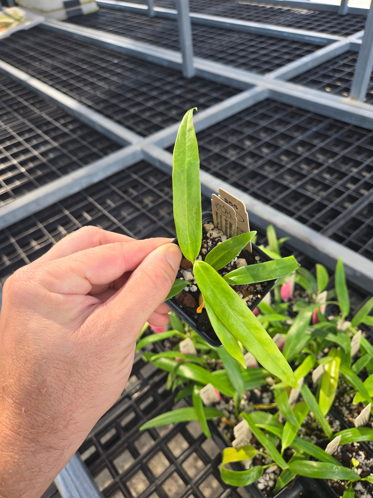 Anthurium Rotundatum sp (SP03)