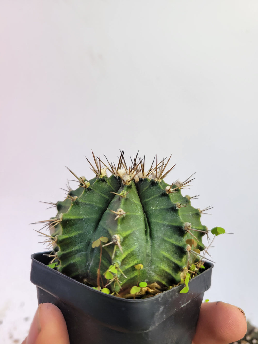 Gymnocalycium mihanovichii var. friedrichii Long Spine rooted & established, (Deaw Cactus ) Flowering Size!  Beautiful purple cactus #t50 - Nice Plants Good Pots