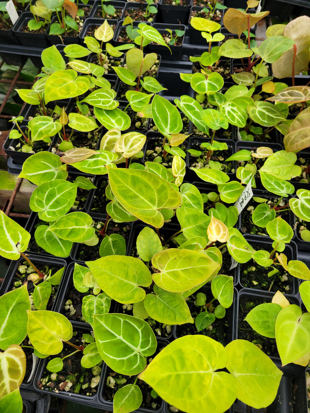 Anthurium Indonesian Crystallinum x Papillilaminum -Anthurium Hybrid Seedling - Grower's Choice - Nice Plants Good Pots