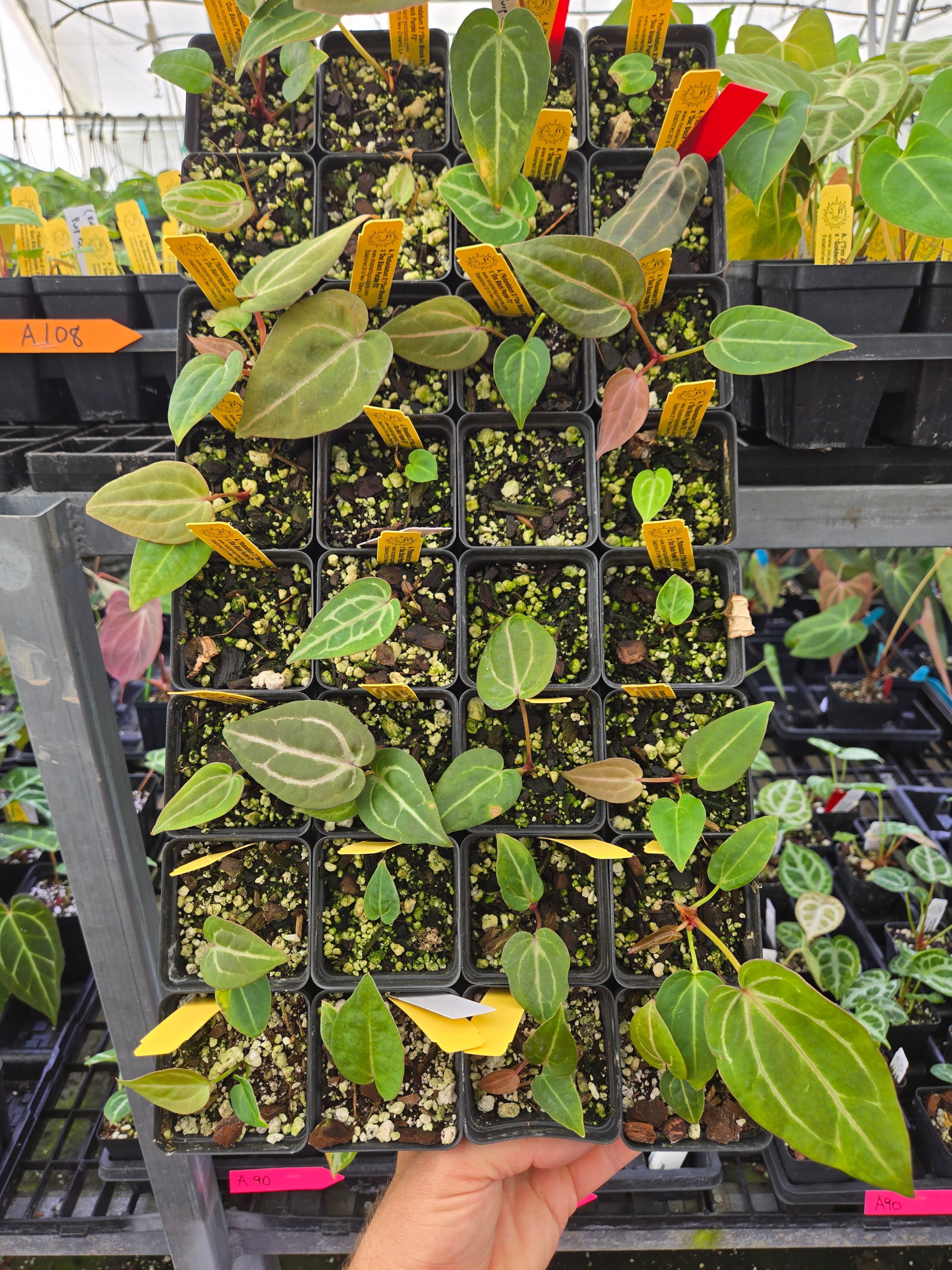 Anthurium ('Rotundatum X' / 'Doc Block Purple F2') #1 x 'Doc Block Purple F2' (A108)