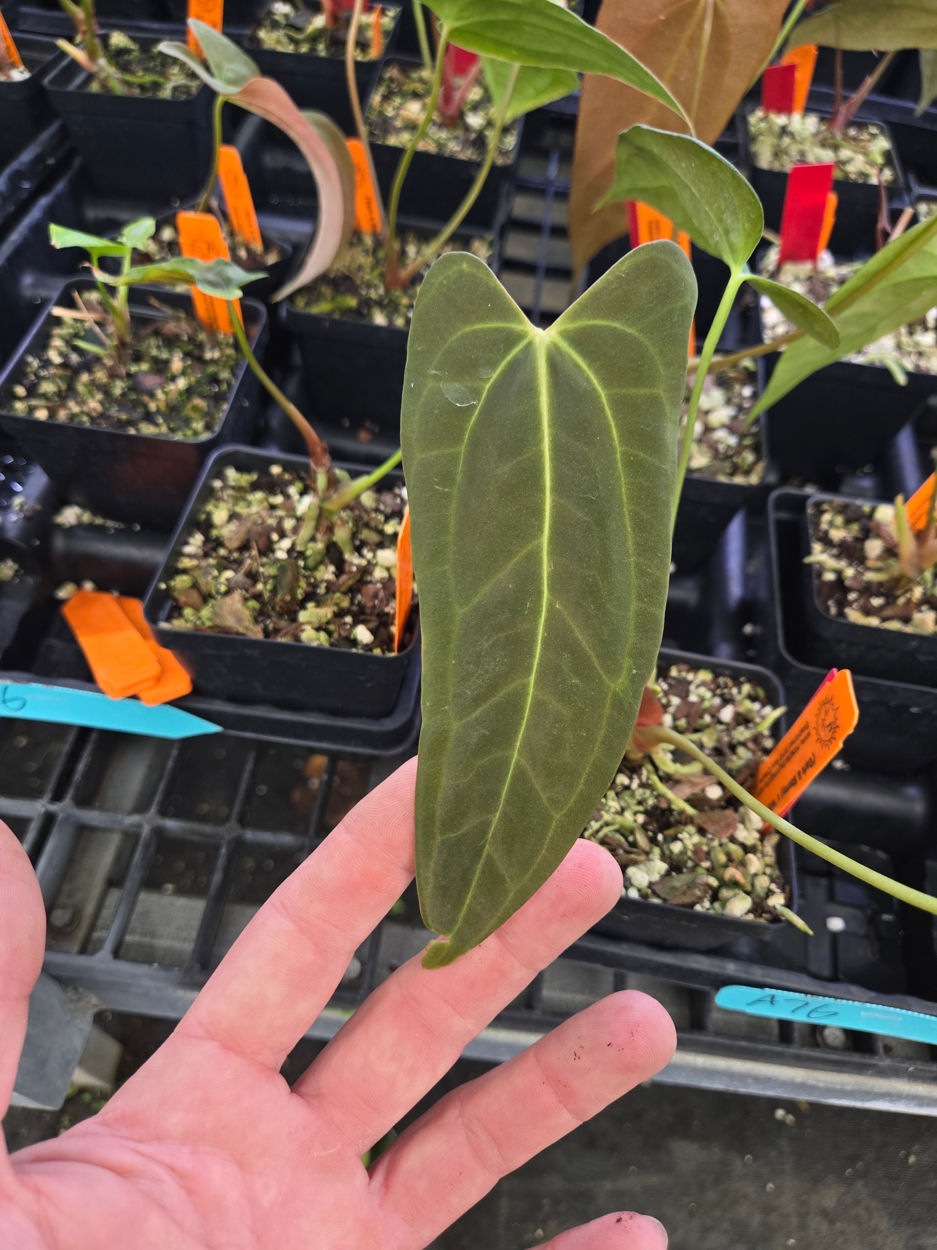 Anthurium 'Dark & Stormy' x 'AOS Novelty G' (A76)