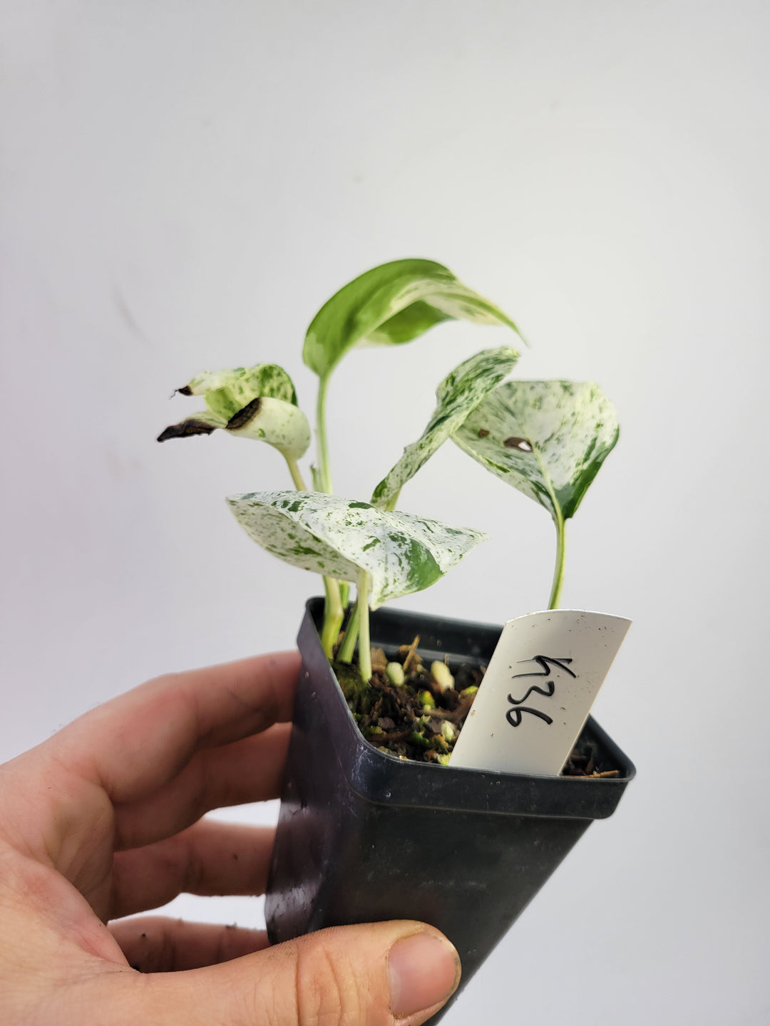 Epipremnum Pinnatum “marble” , Highly Variegated collector plant #L36 - Nice Plants Good Pots