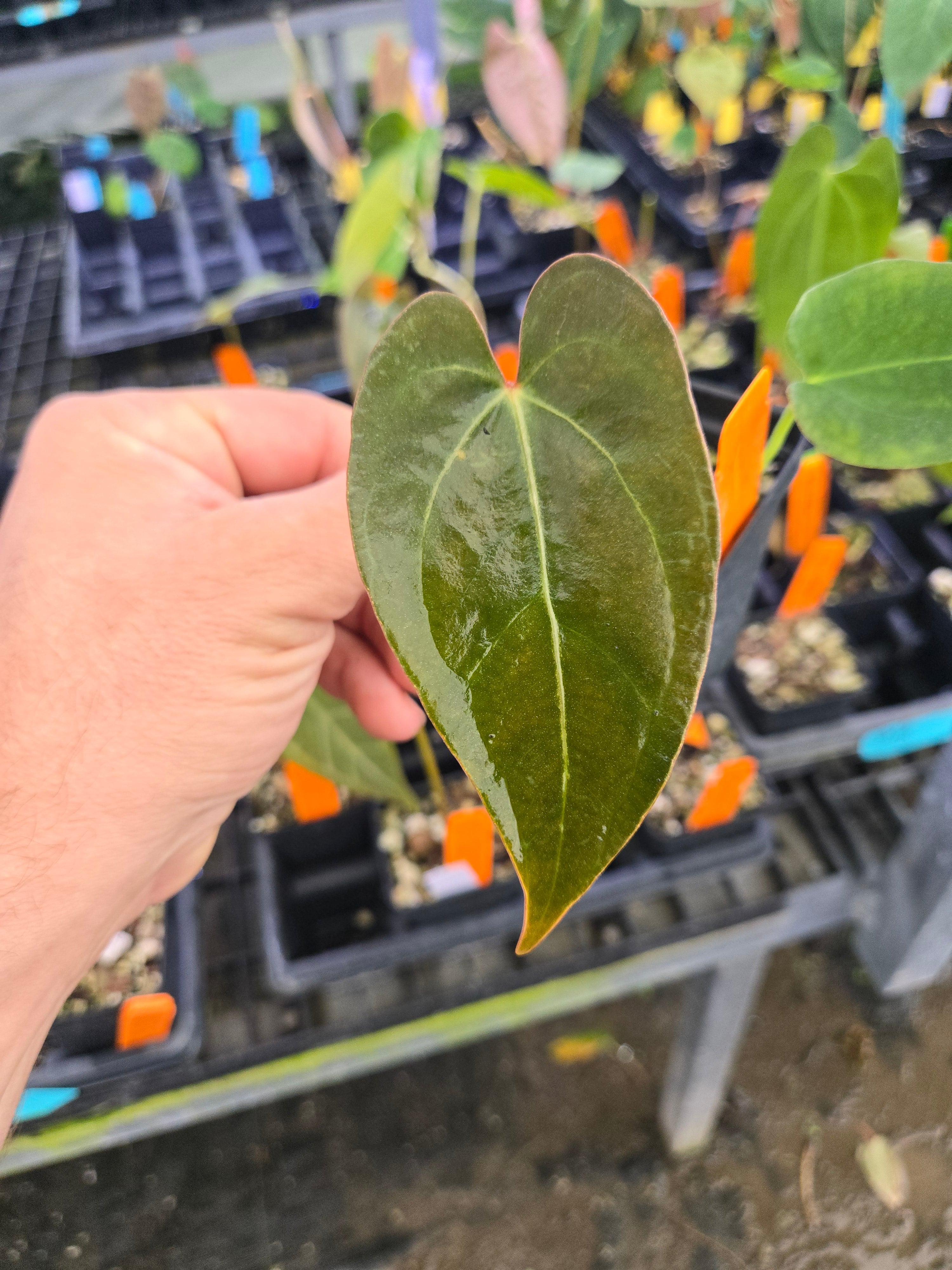 Anthurium Portillae 'NSE Dewey Fisk Clone' x open (A81)