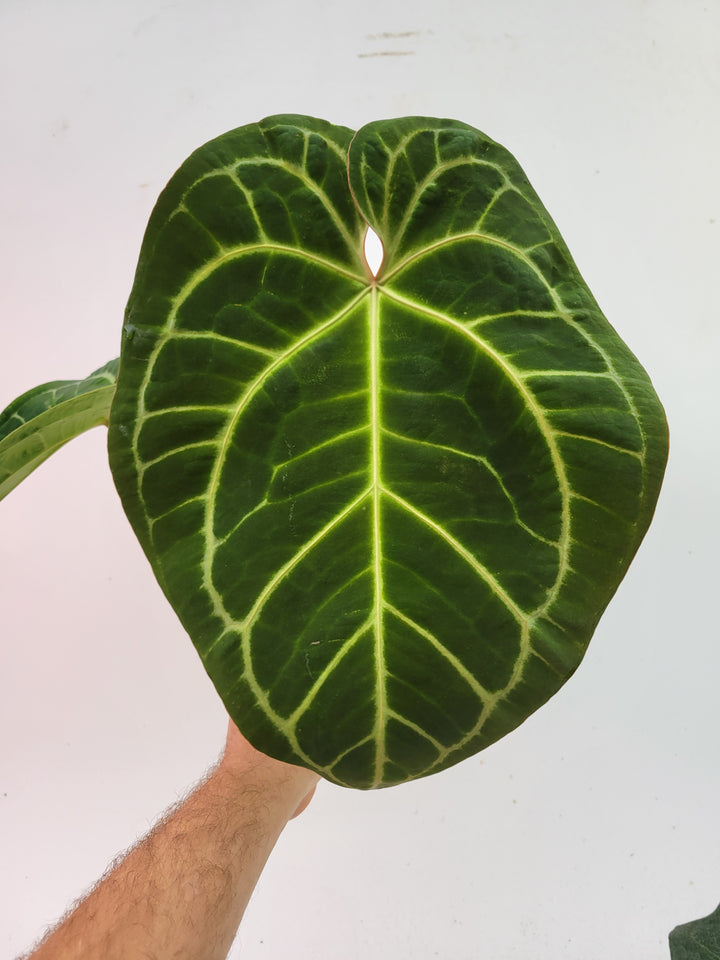 6inch Anthurium Doc Block F2 x A. Hoffmannii,  Select flowering size-  #L87 - Nice Plants Good Pots