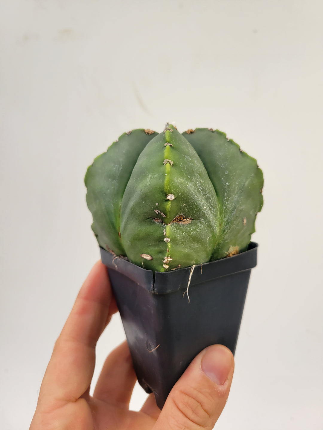 Astrophytum Myriostigma cv "kikko" hybrid . 2.5" pot, very established, Specimen size XL   #52 - Nice Plants Good Pots