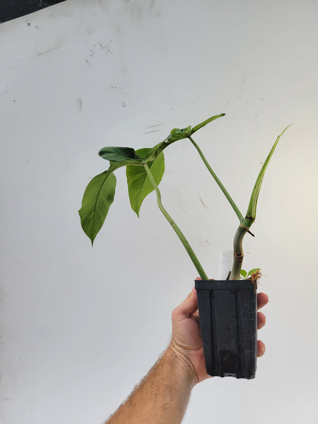 Philodendron Joepii, Non Tissue Culture Very large rooted plant, US Seller #e3