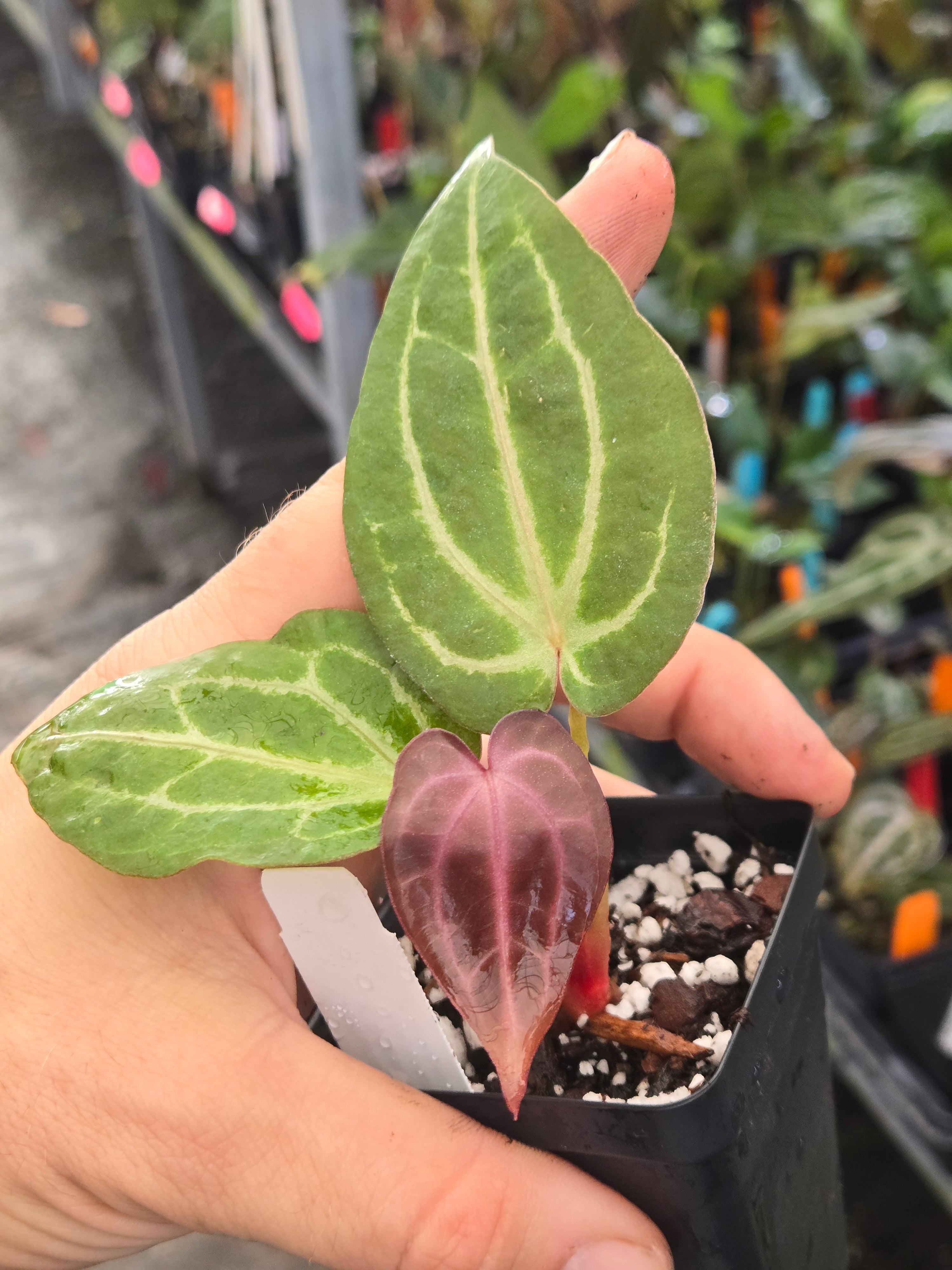 Anthurium 'Doc Block Purple F2' x 'Golden Child' (A99)