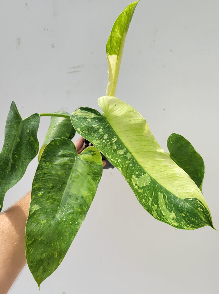 Philodendron Jose Buono.  Large and easy to grow variegated tropical plant, US Seller,- Growers Choice - Nice Plants Good Pots