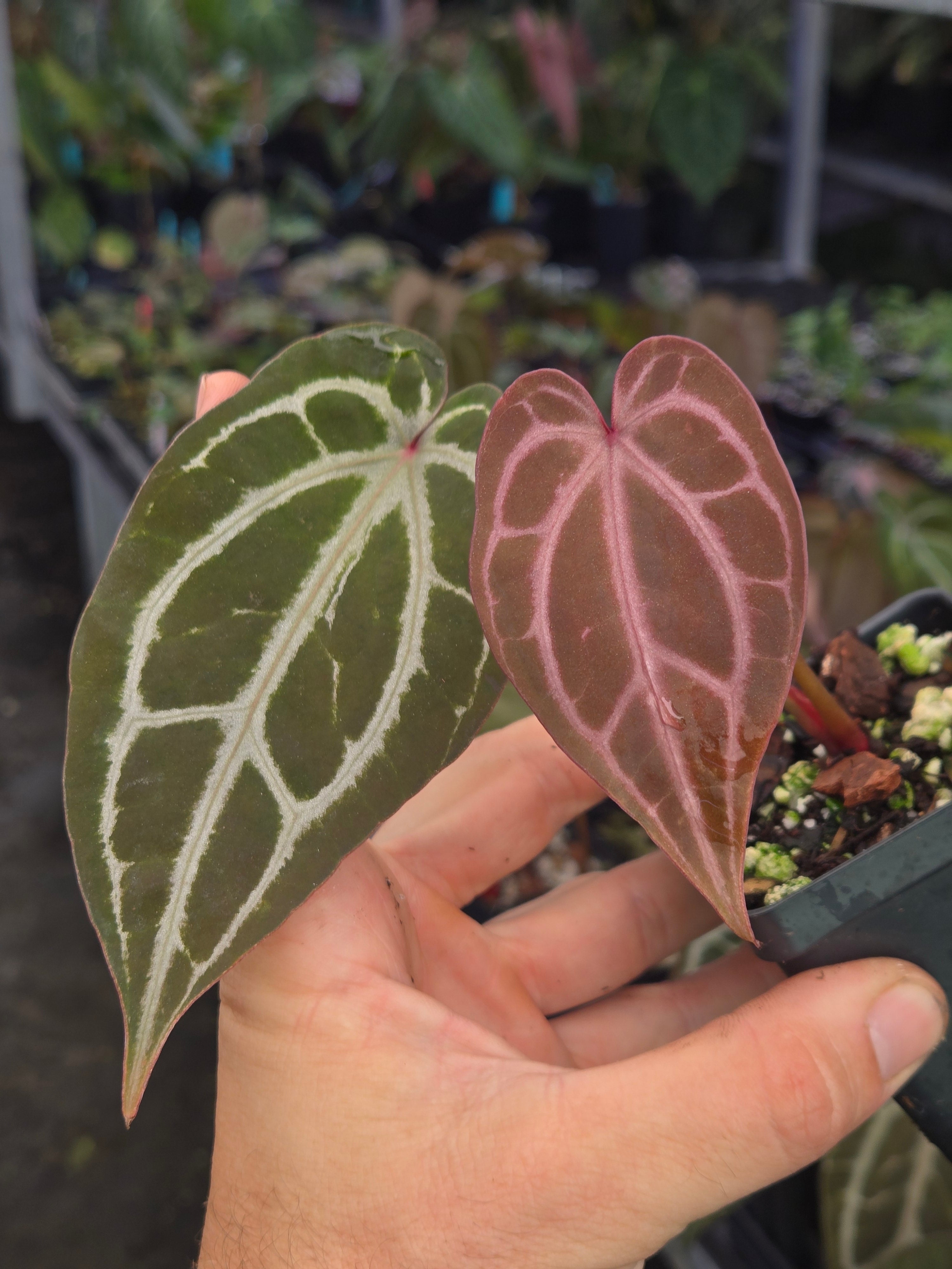 Anthurium 'Swampmannii Dark' x 'Doc Block Purple F2' (A98)