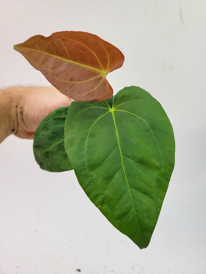 Anthurium (Magnificum x Moronense) X Dr Block F2. Flat sinus triangular leaf hybrid! #L3 - Nice Plants Good Pots