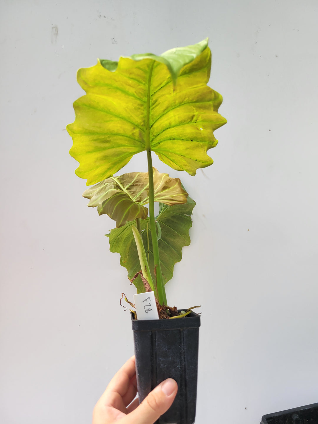 Philodendron Corsinianum X hybrid. #f28