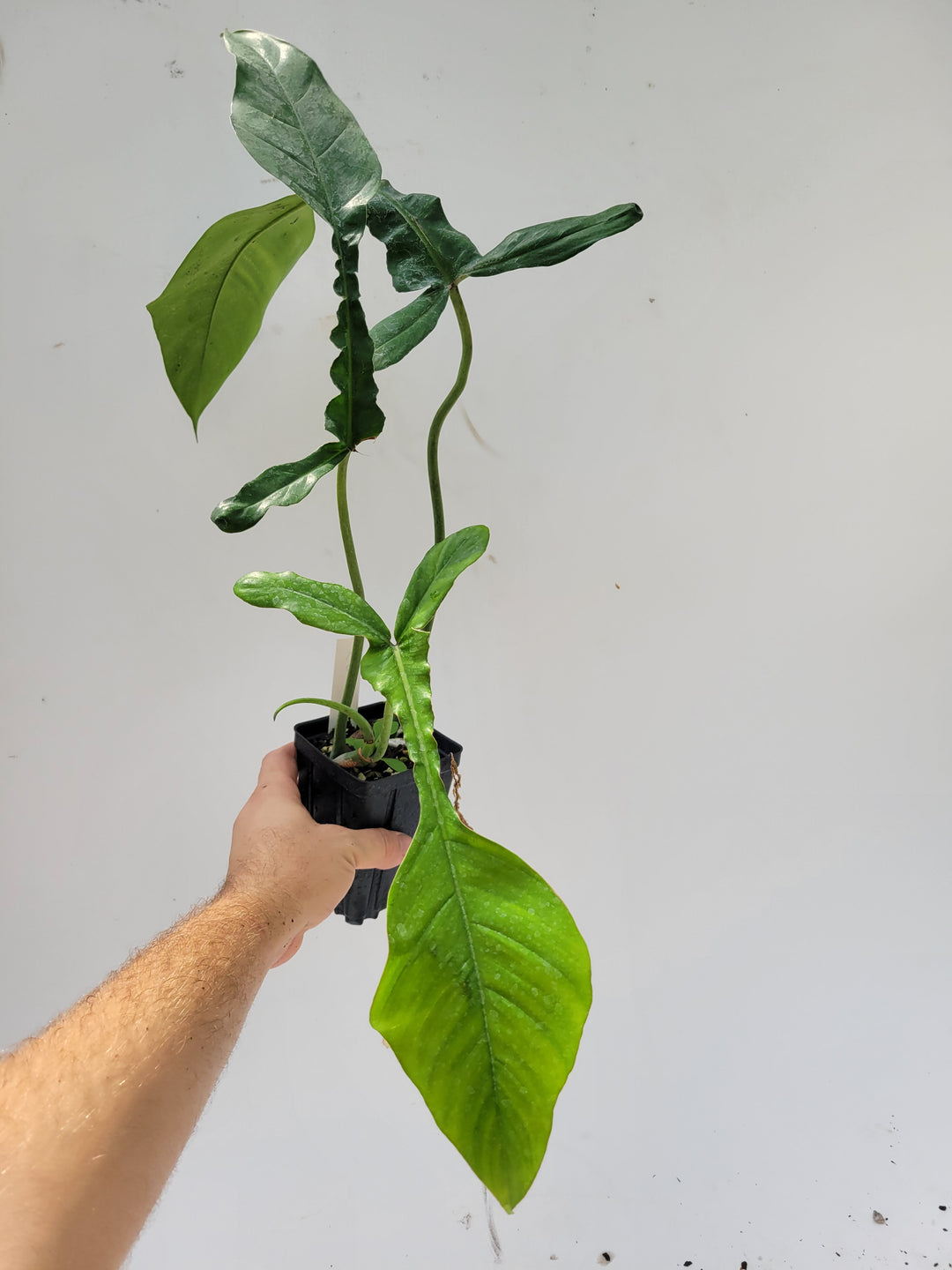 Philodendron Joepii, Non Tissue Culture Very large rooted plant, US Seller #e9