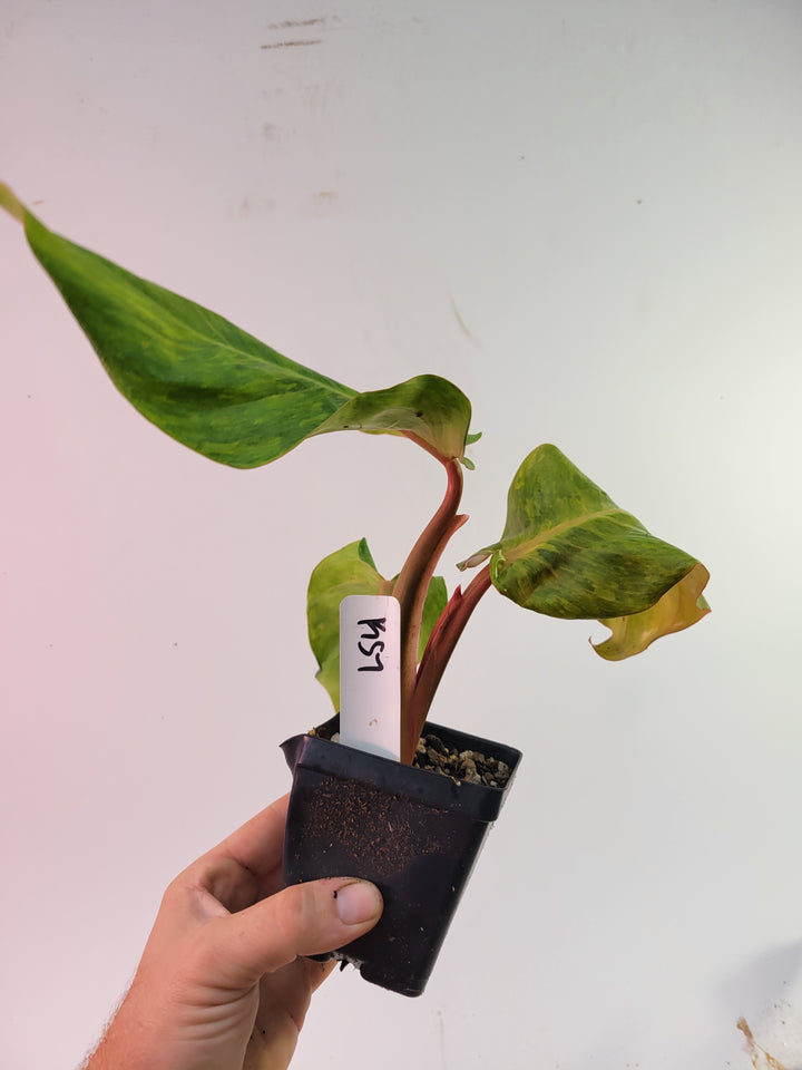 Philodendron Orange Marmalade Large Collector Tropical House Plant #k57