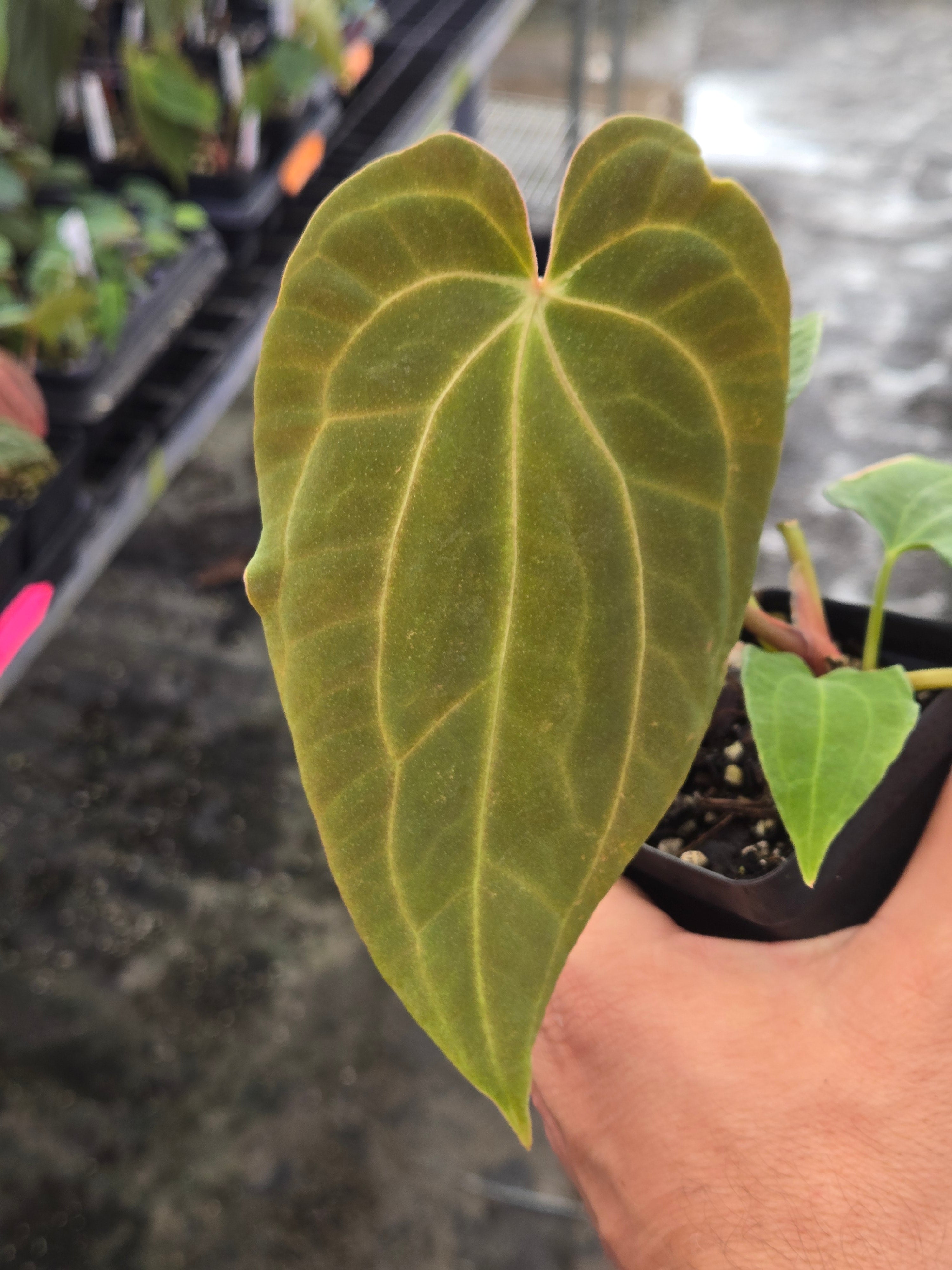 Anthurium ‘Goldenchild F2’ x (Papillilaminum 'Ree Gardens’/‘Doc Block Purple F2') (A103)