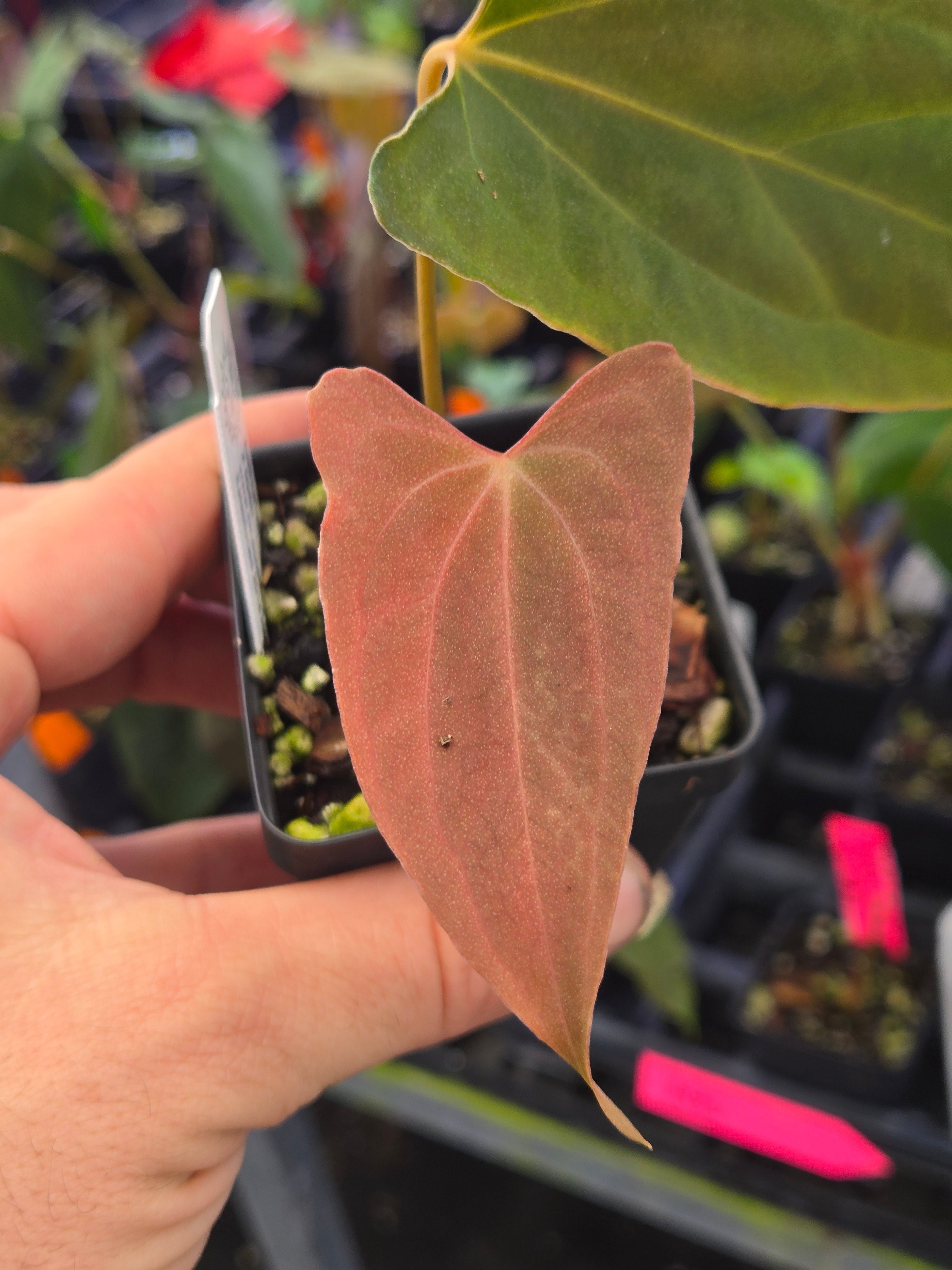 Anthurium Papillilaminum ‘Very Special Pap’ x Open (A95)