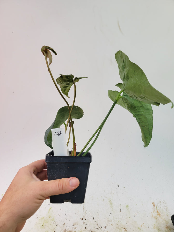 Anthurium Leuconeurum Banta. Rare Anthurium from John Banta. Flowering Multiple Growth Points #L86