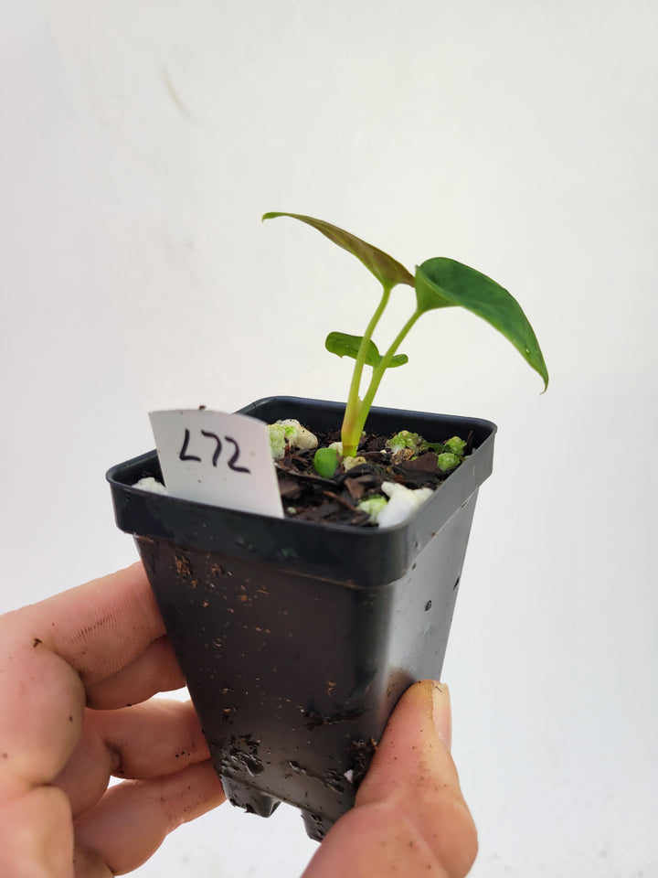 Anthurium Hoffmannii X x Ree Papillilaminum #L72 - Nice Plants Good Pots