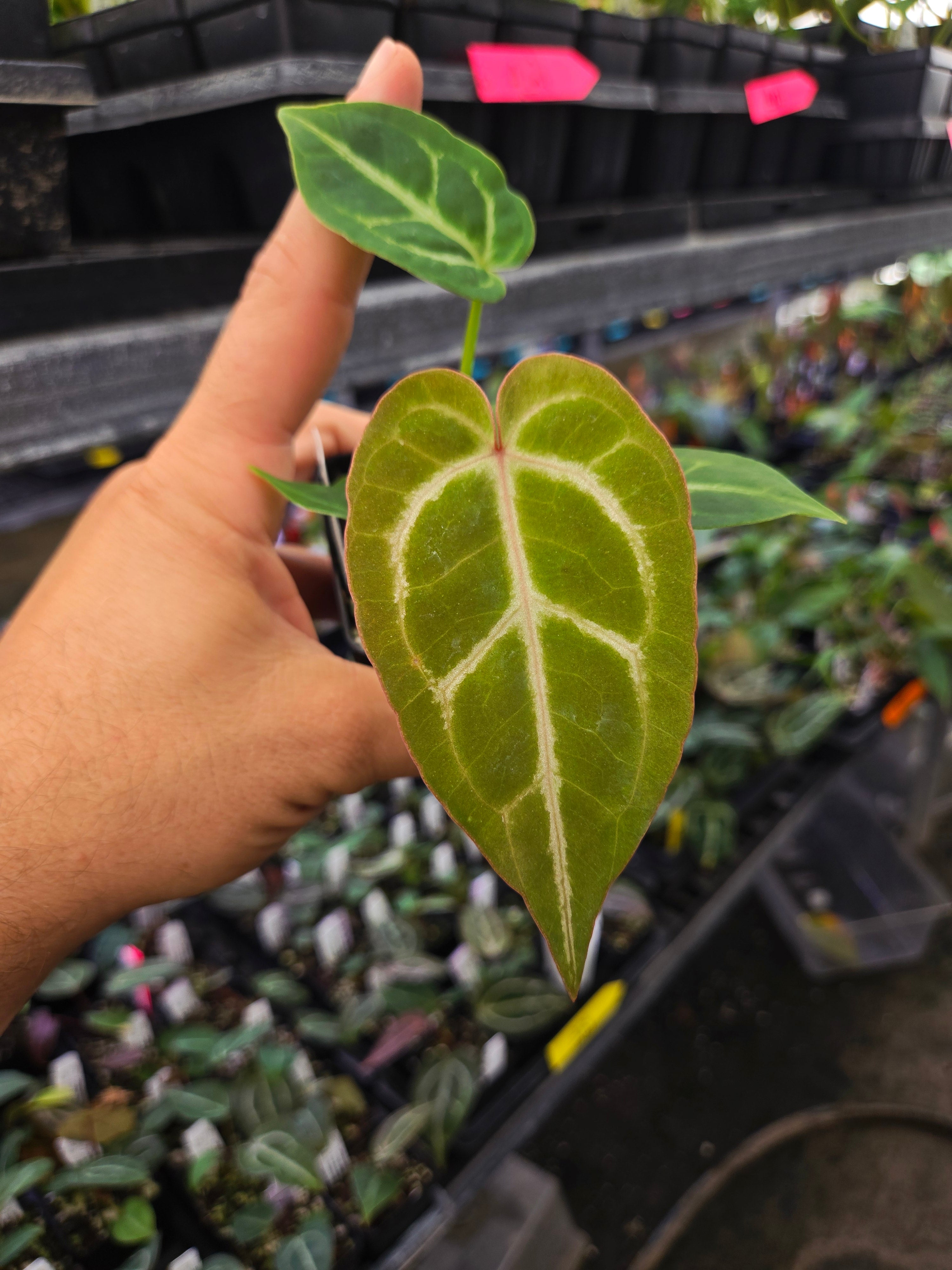 Anthurium 'Swampmannii Red' X 'Crystal Queen #2' (A122) – Nice