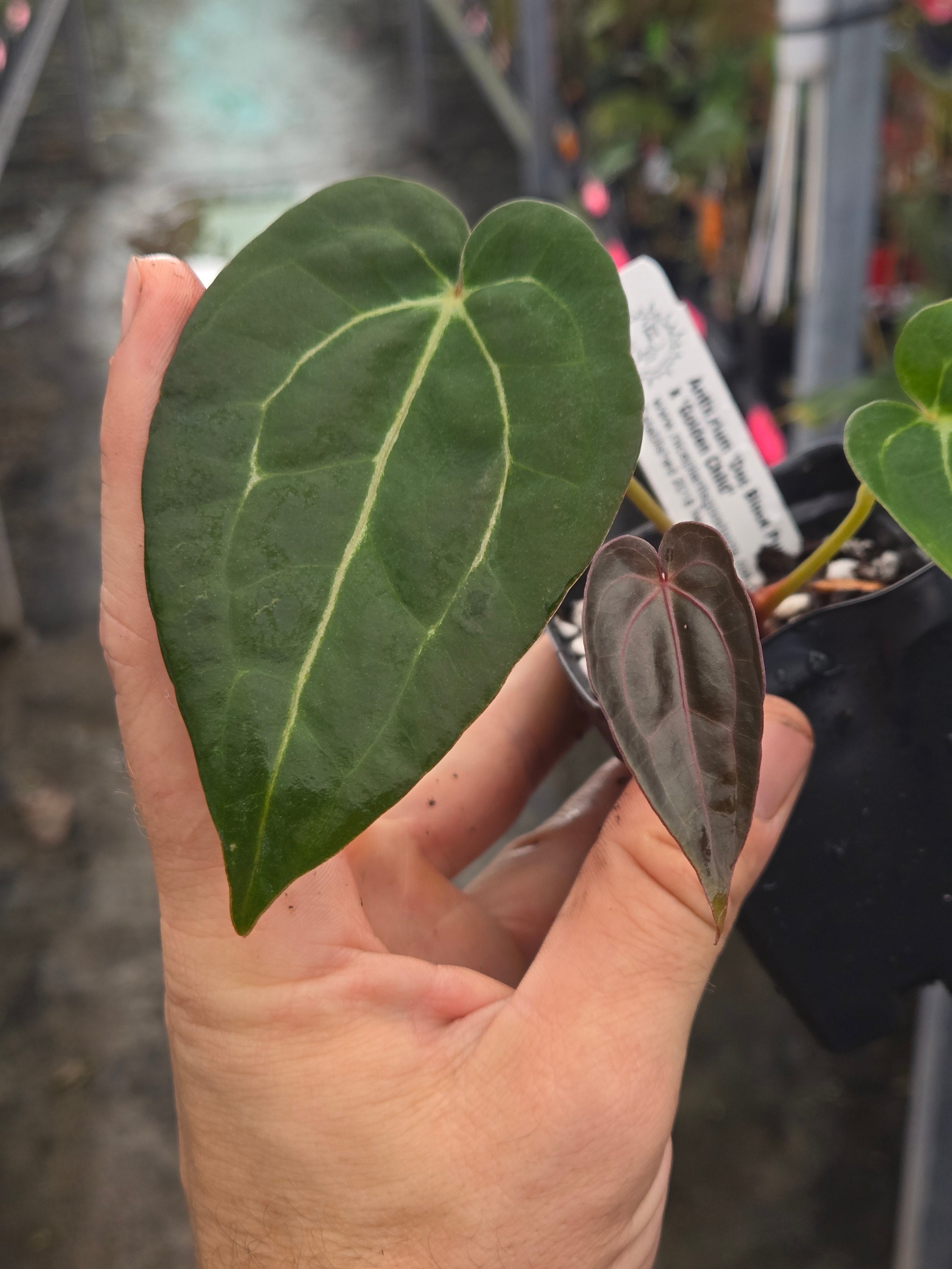 Anthurium 'Doc Block Purple F2' x 'Golden Child' (A99)