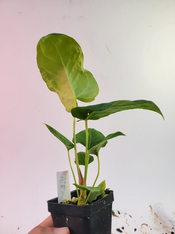 Anthurium (Magnificum x Moronense) X Dr Block F2. Flat sinus triangular leaf hybrid! #k85