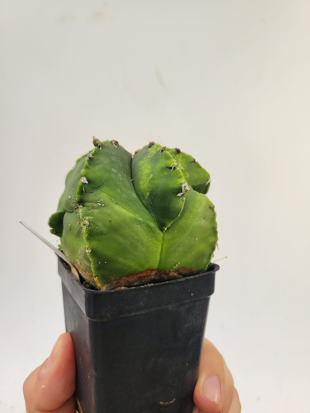 Astrophytum myriostigma hybrid 2.5" pot, very established, flowering size. XL  #T57 - Nice Plants Good Pots