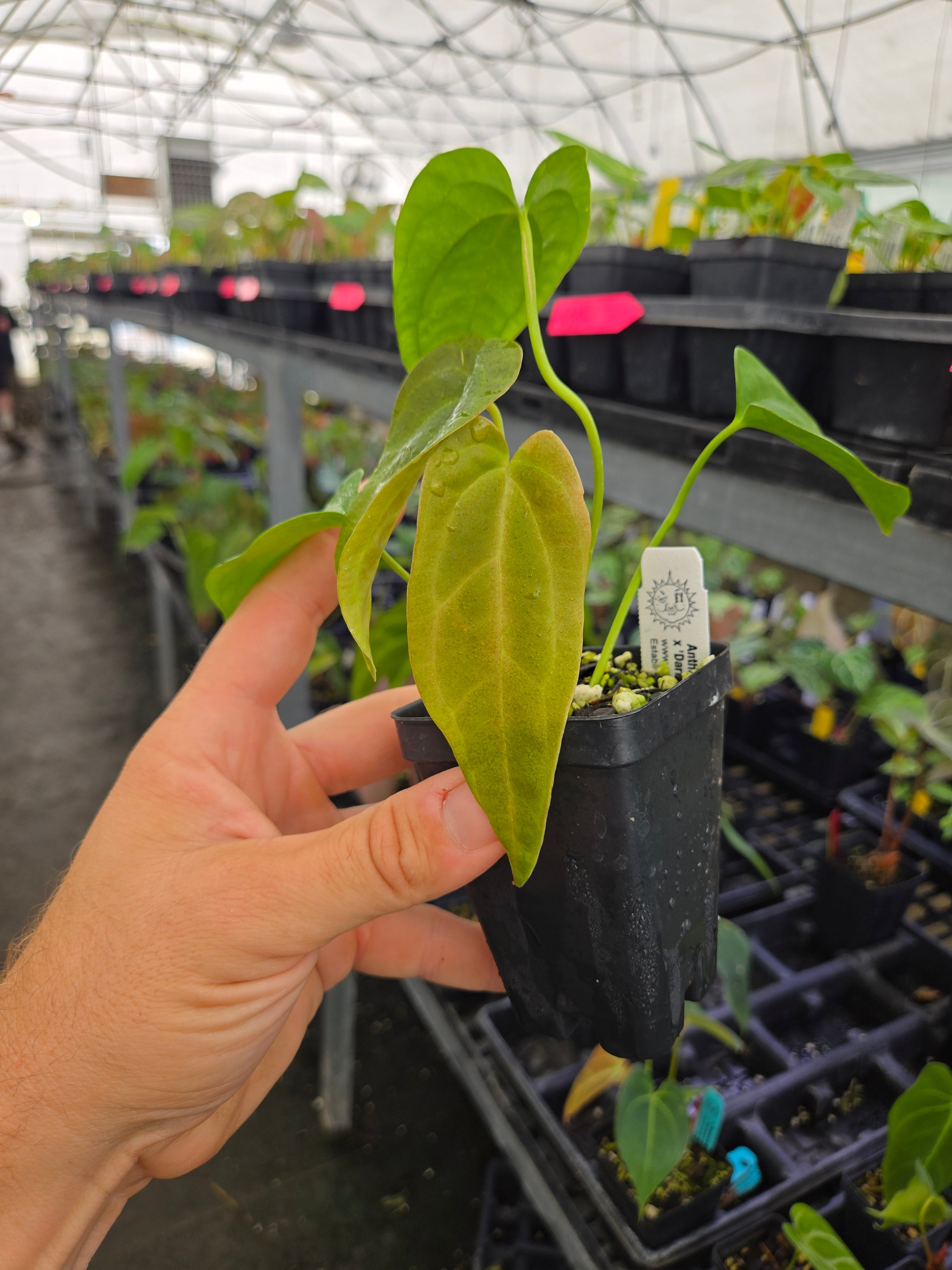 Anthurium 'Nice Pap #50' x 'Dark and Stormy' (A113)