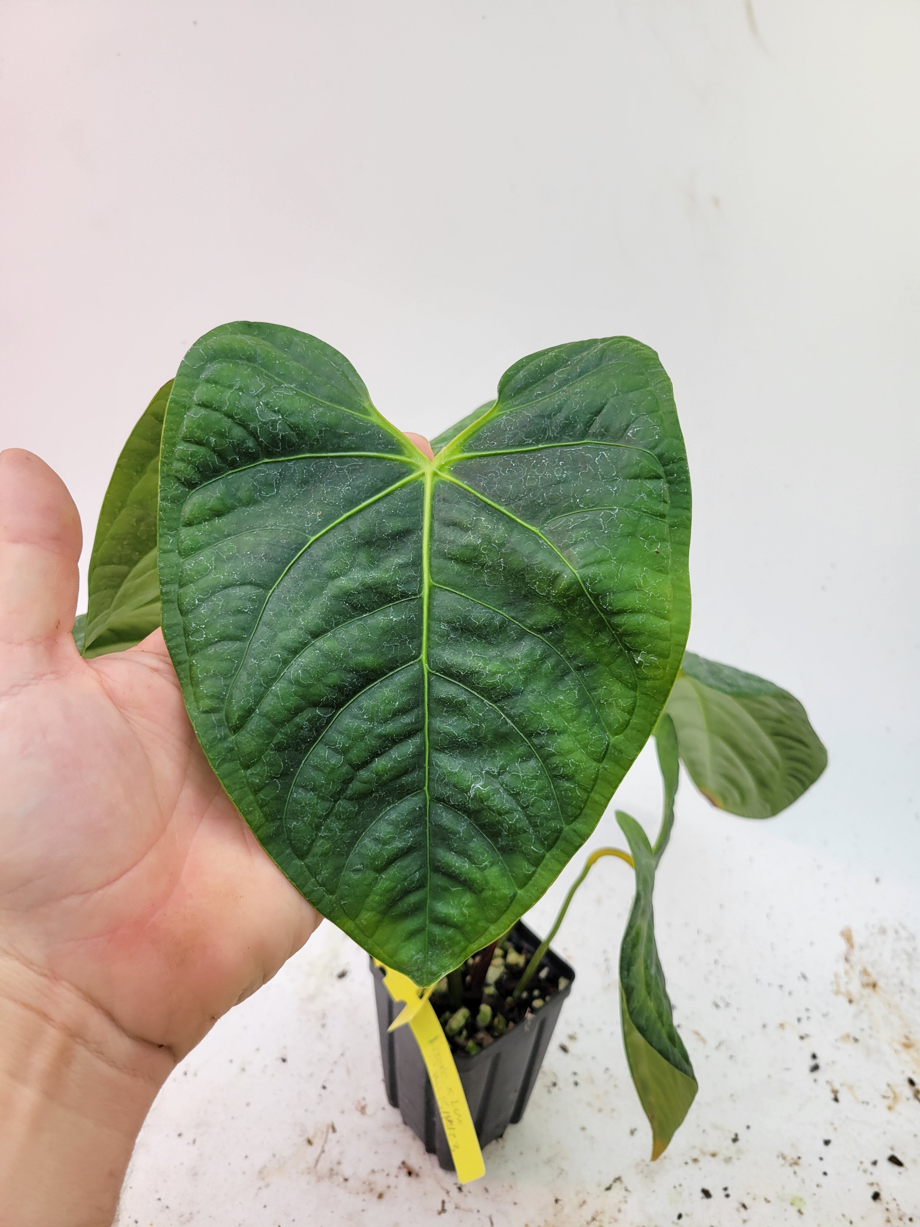 Anthurium Regale X Luxurians Dark Form – Nice Plants Good Pots