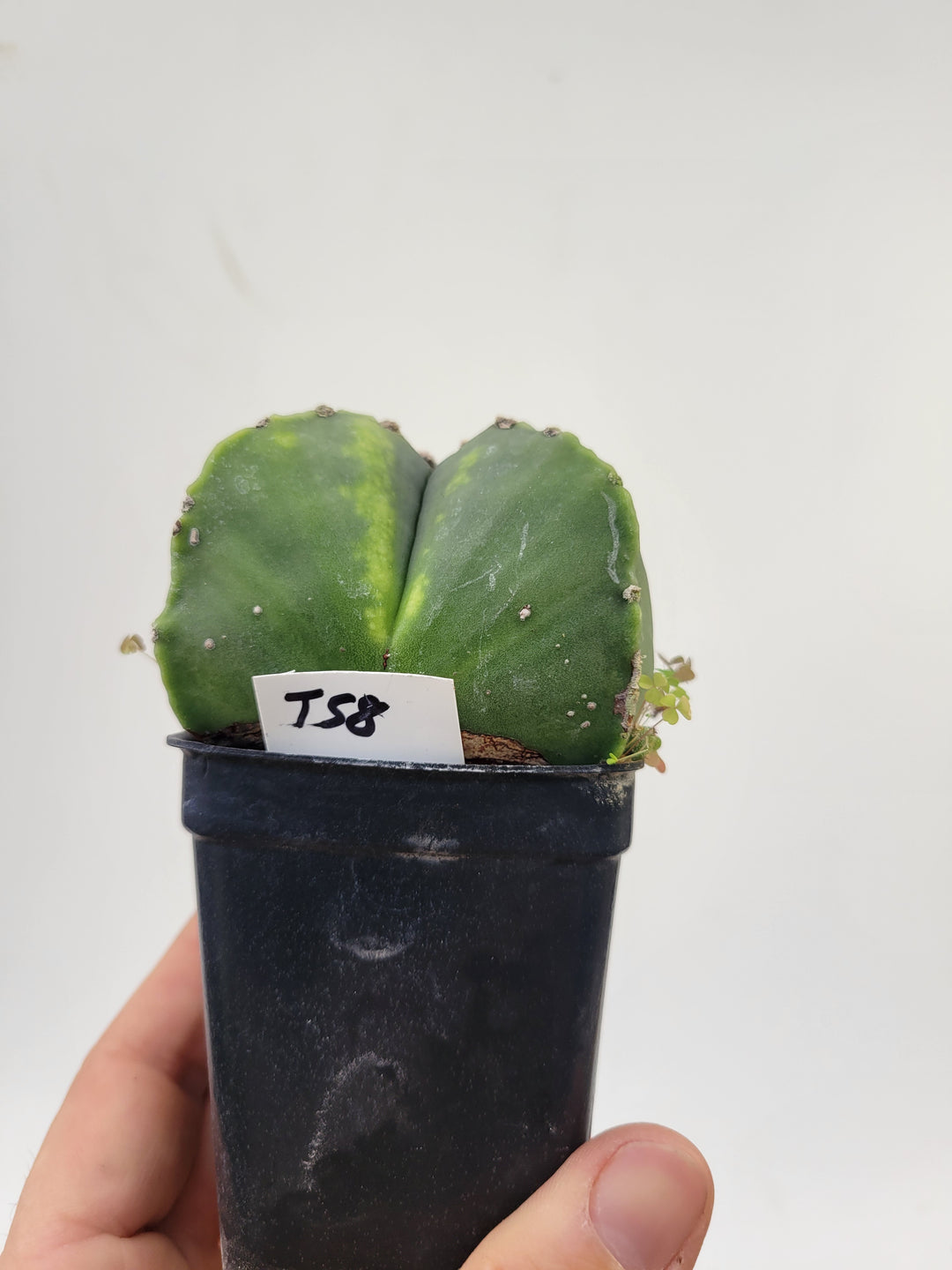 Astrophytum Myriostigma hybrid. 2.5" pot, very established, flowering size XL  #T58 - Nice Plants Good Pots