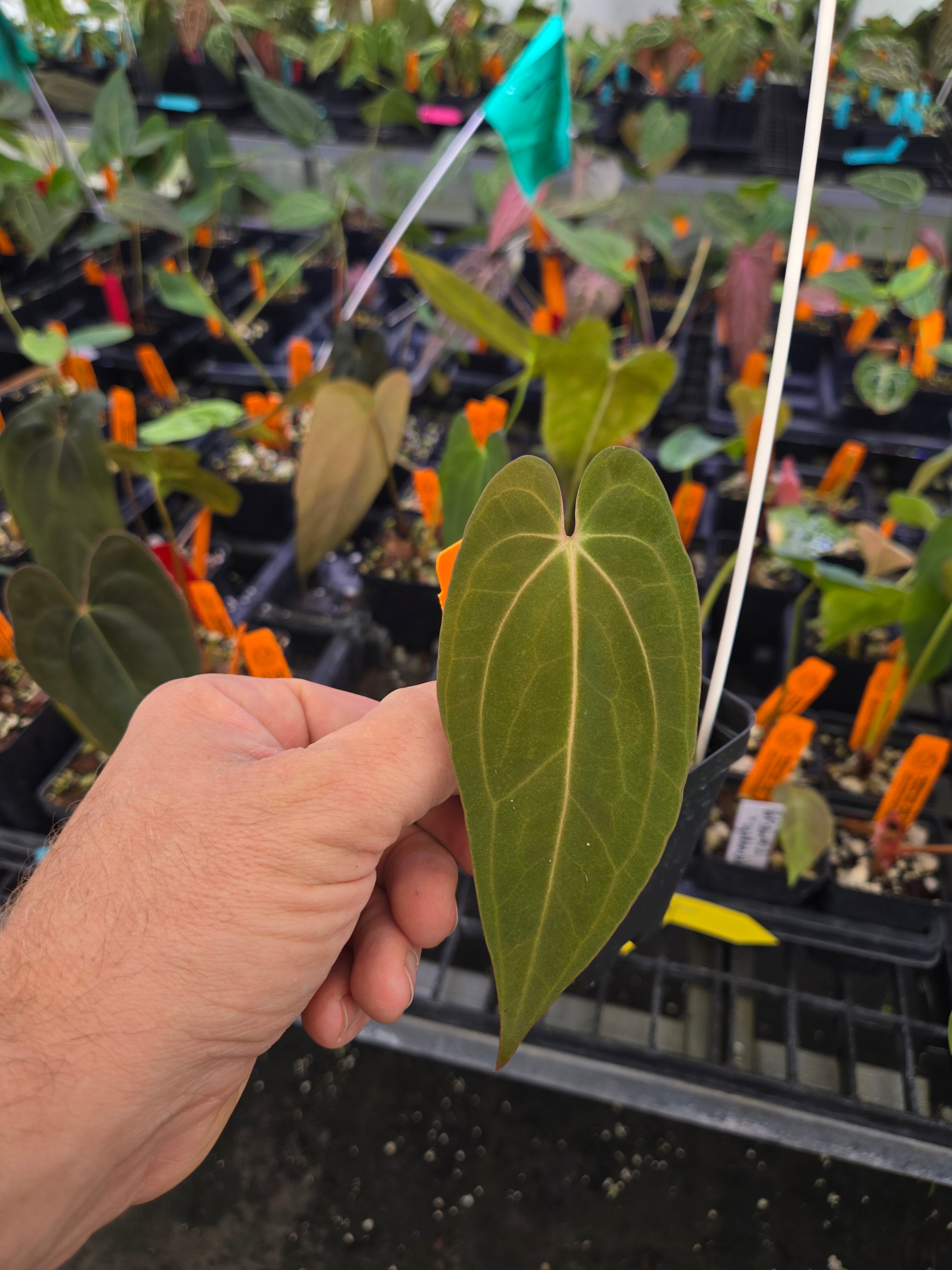 Anthurium Papillilaminum 'Dark One' x 'Golden Child' – Nice Plants Good Pots