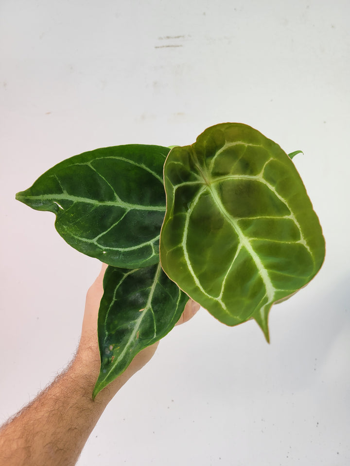 Anthurium Florida Dark Mag x Forgetii, - #L23 - Nice Plants Good Pots