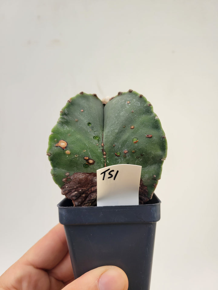 Astrophytum Myriostigma hybrid . 2.5" pot, very established, Specimen size XL  #51 - Nice Plants Good Pots