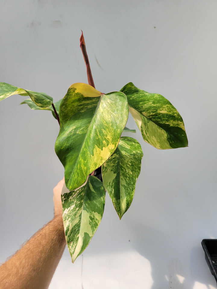 Philodendron Strawberry Shake, High Variegation,  unique collector specimen , established , exact plant pictured  #T48 - Nice Plants Good Pots
