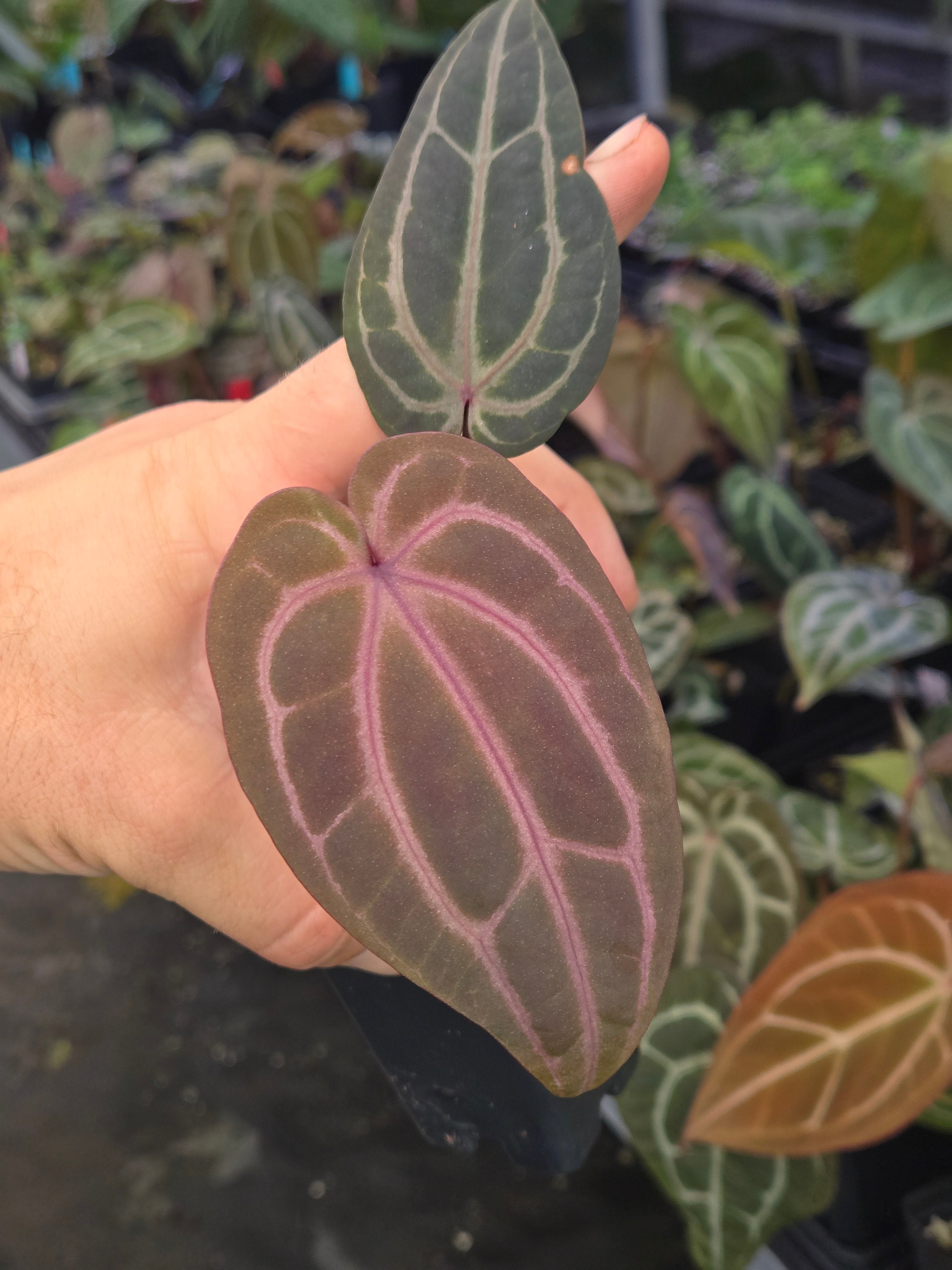 Anthurium 'Swampmannii Dark' x 'Doc Block Purple F2' (A98)
