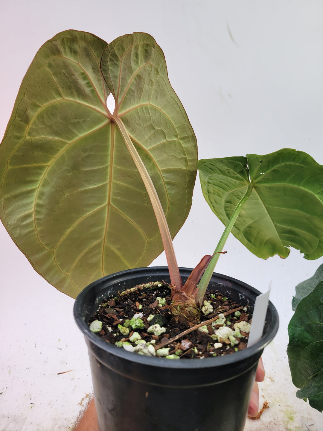 6inch Anthurium Doc Block F2 x A. Hoffmannii,  Select flowering size-  #L87 - Nice Plants Good Pots