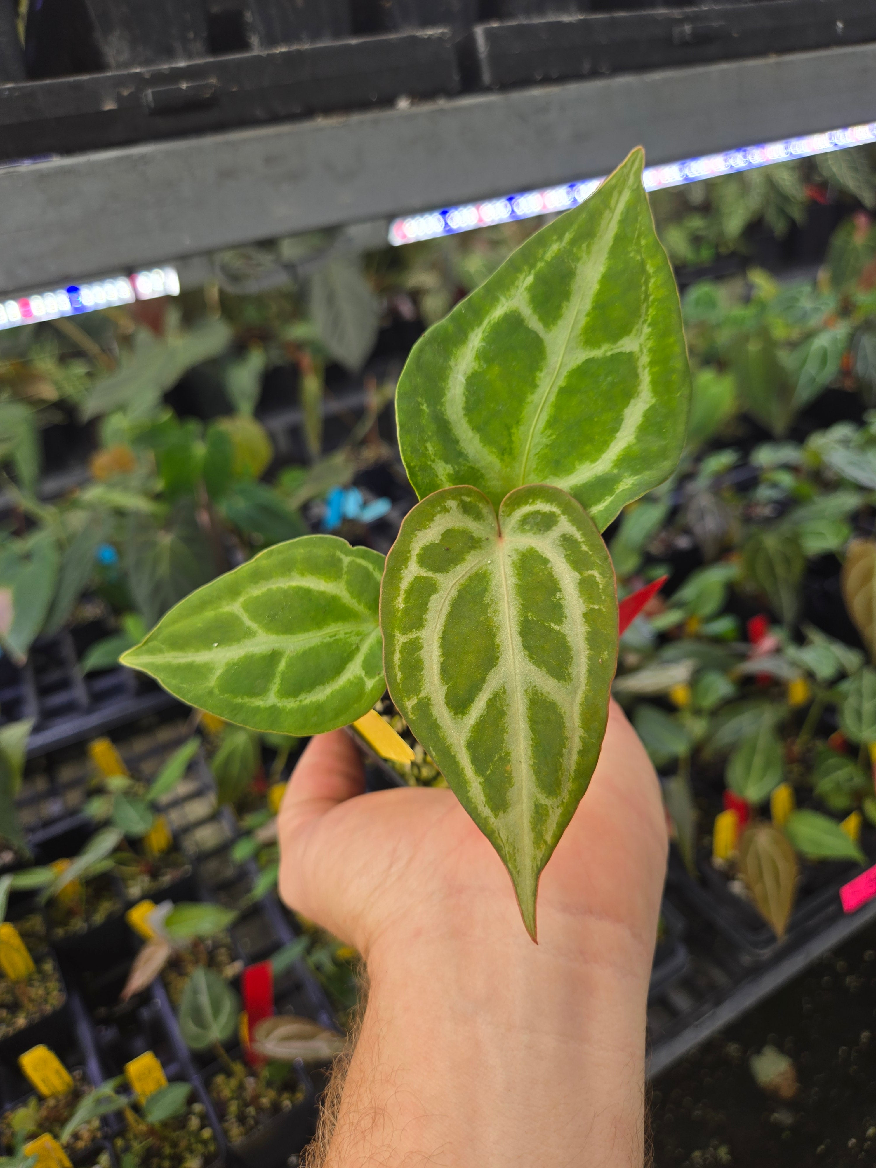 Anthurium 'SKG Grey F2' (A88)