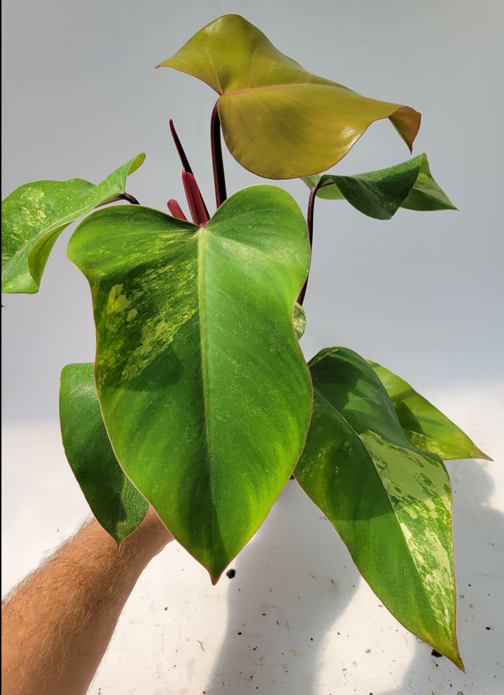Philodendron Strawberry Shake,  High Variegation unique collector specimen , established , exact plant pictured  #T45