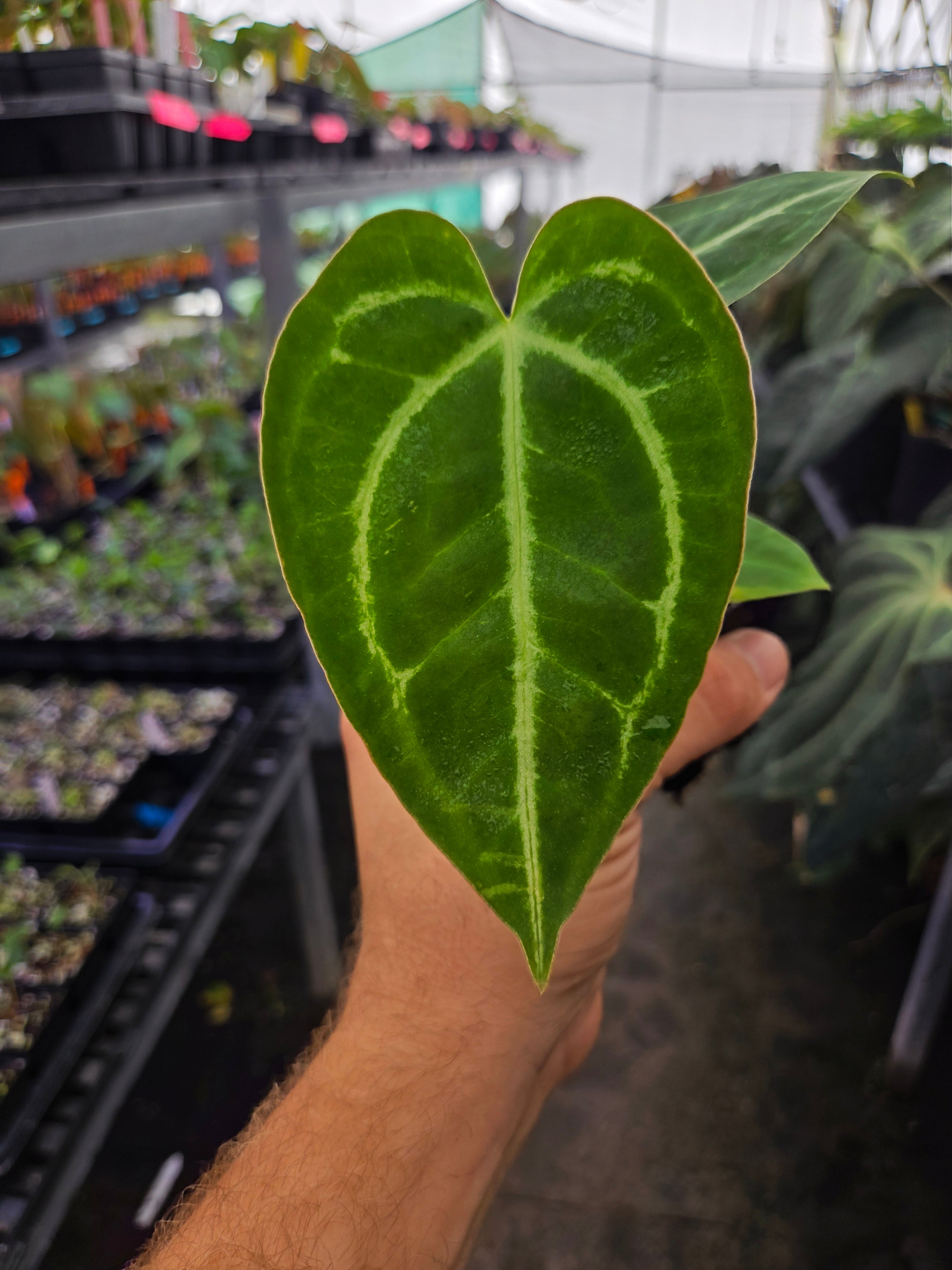 anthurium faustomirandae x clarinervium Anthurium 'Tim Anderson Dark Mag' x (SKG Faustomirandae / Clarinervium – Nice Plants Good Pots