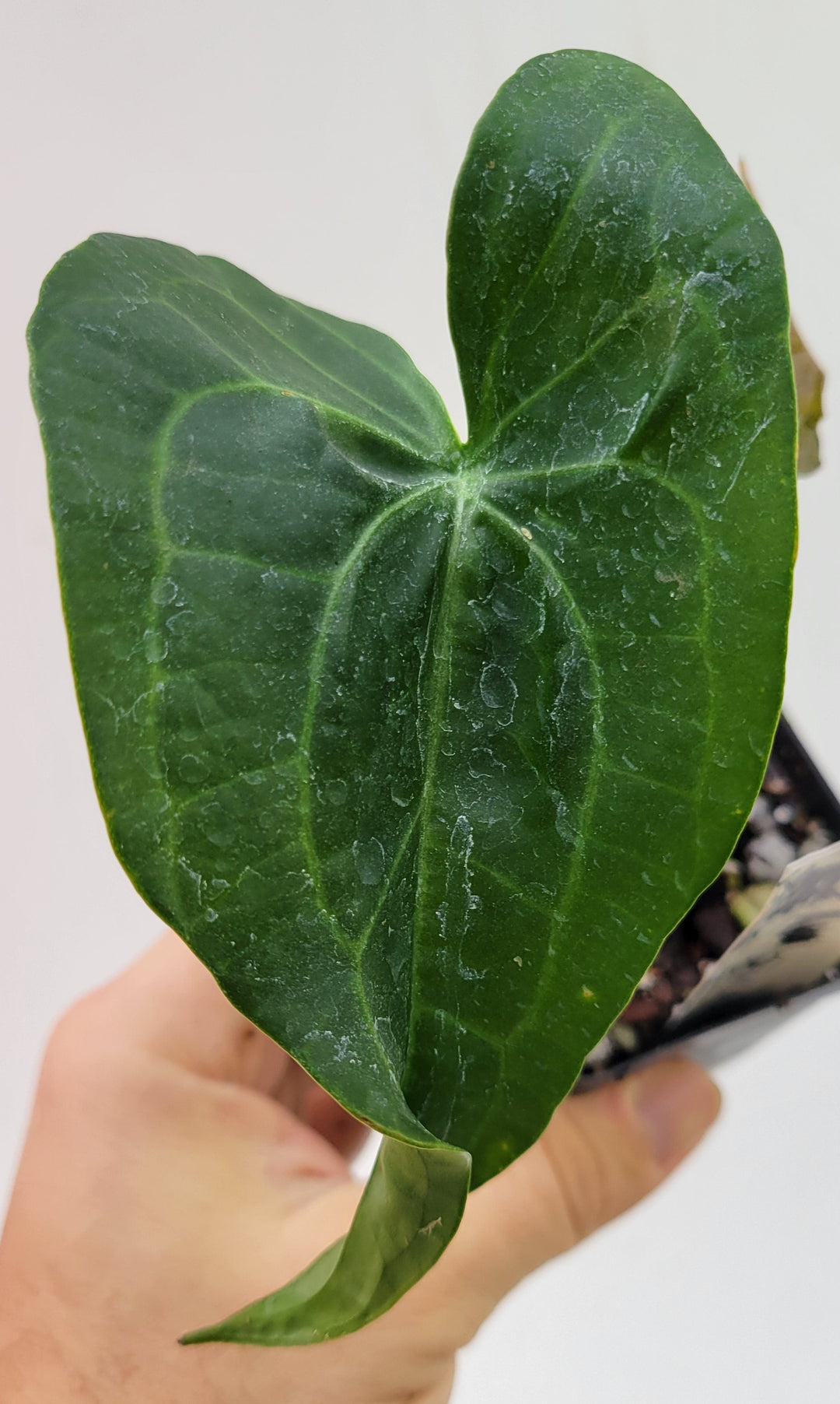 Anthurium Leuconeurum Banta. Rare Anthurium from John Banta. Multiple Growth Points #L85