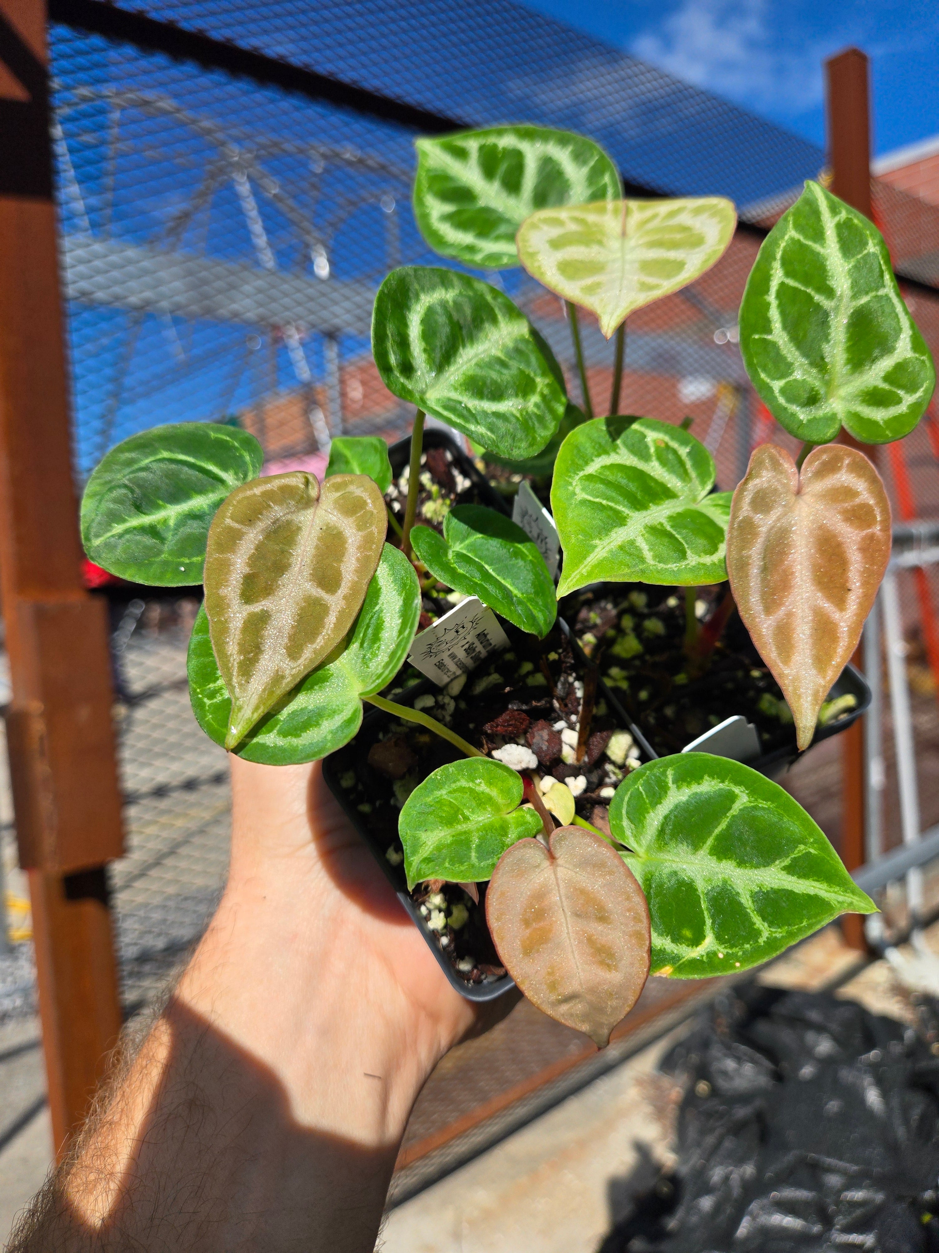 Anthurium Doriyaki Silver x 'Selby Silver' (A90)