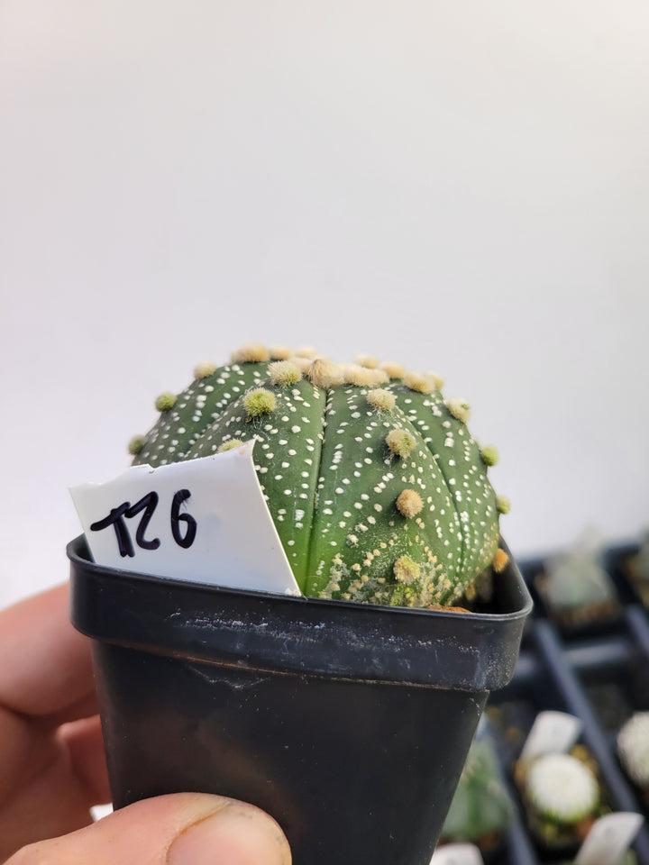 Astrophytum asterias cv. Superkabuto, rooted and established Deaw Cactus- Flowering Seed Grown#T26 - Nice Plants Good Pots