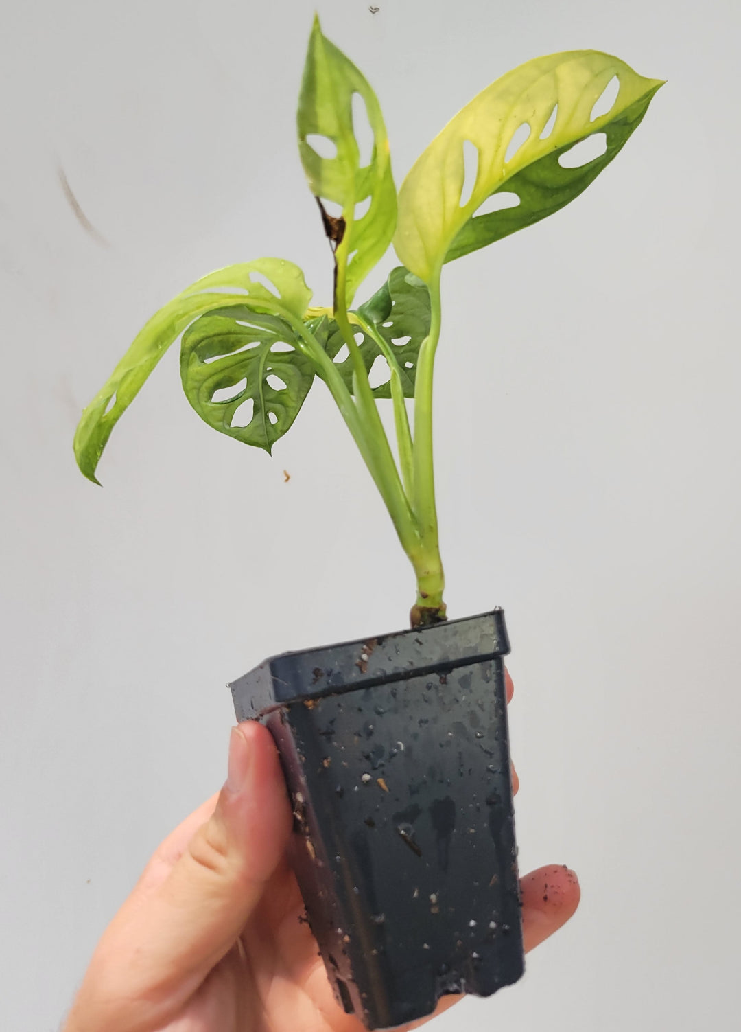 Monstera Adansonii Aurea, Japanese Aurea,  variegated swiss cheese plant, easy tropical plant US seller- Growers Choice