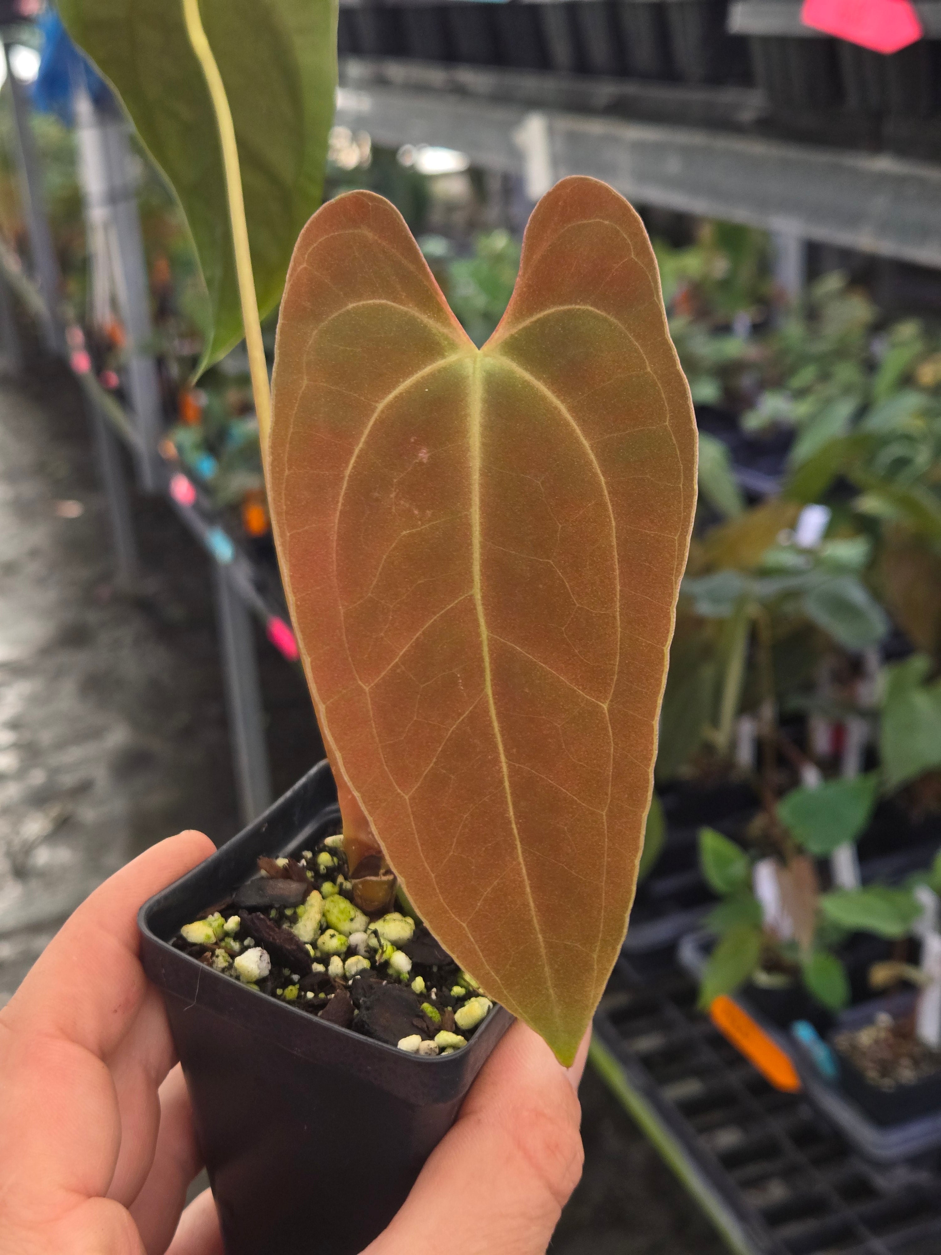 Anthurium Papillilaminum x open (A101)