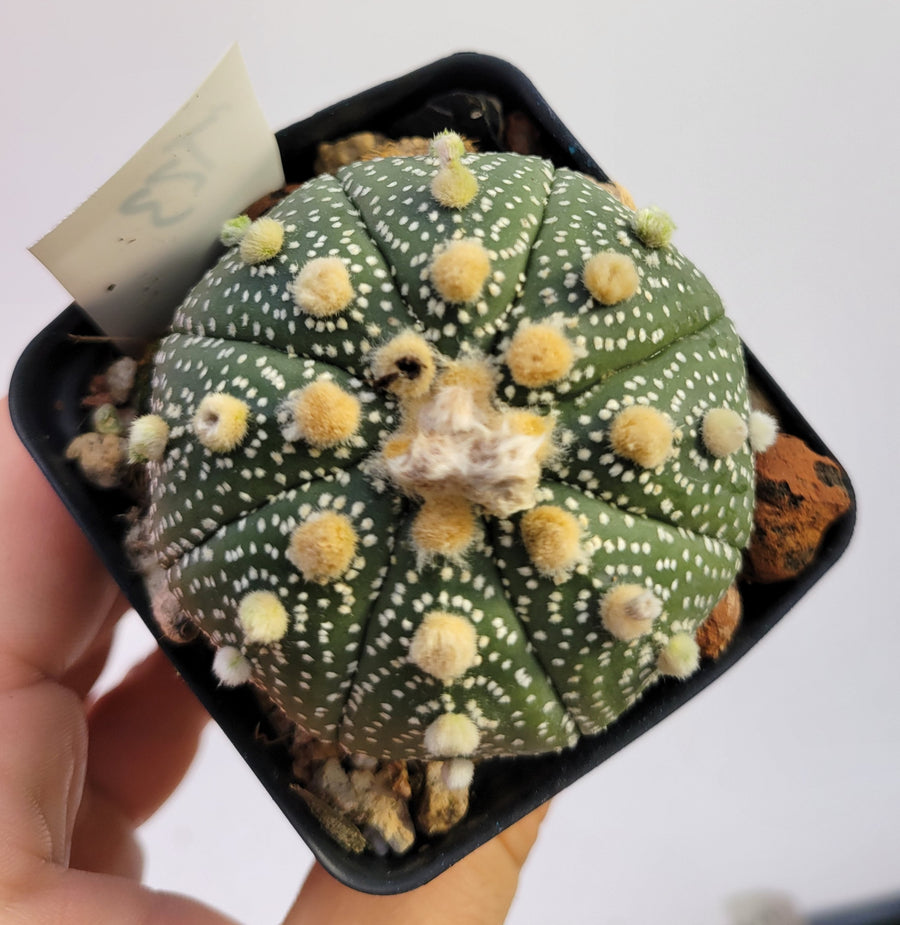 Astrophytum asterias cv. Superkabuto, rooted and established Deaw Cactus- Flowering Seed Grown #T23 - Nice Plants Good Pots