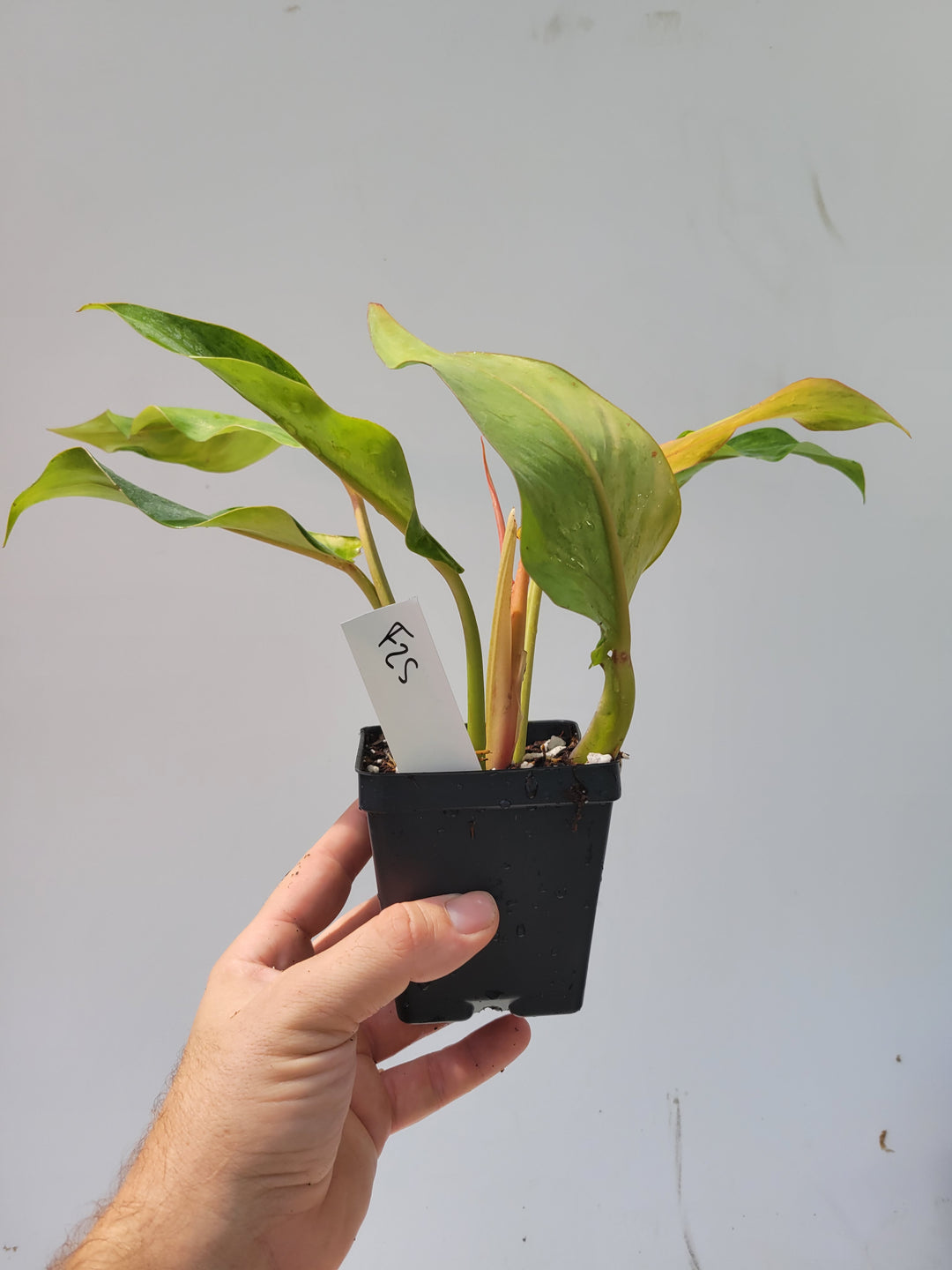 Philodendron Orange Marmalade Large Collector Tropical House Plant #F25 - Nice Plants Good Pots