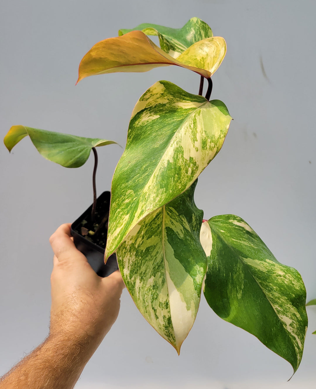 Philodendron Strawberry shake, High Variegation, unique collector specimen , established exact pictured  #M13