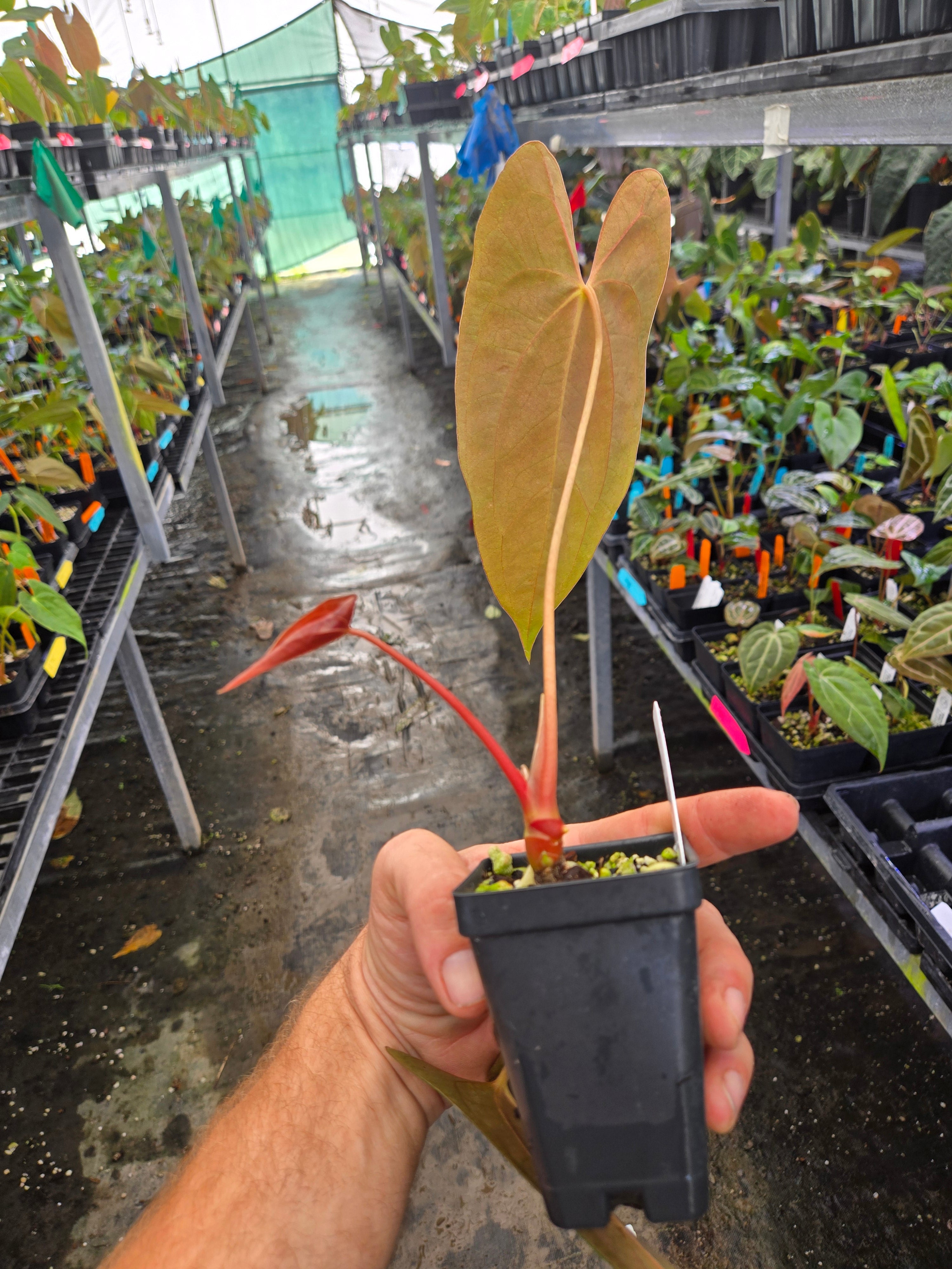 Anthurium Papillilaminum 'Nice Pap #3' x open (A100)