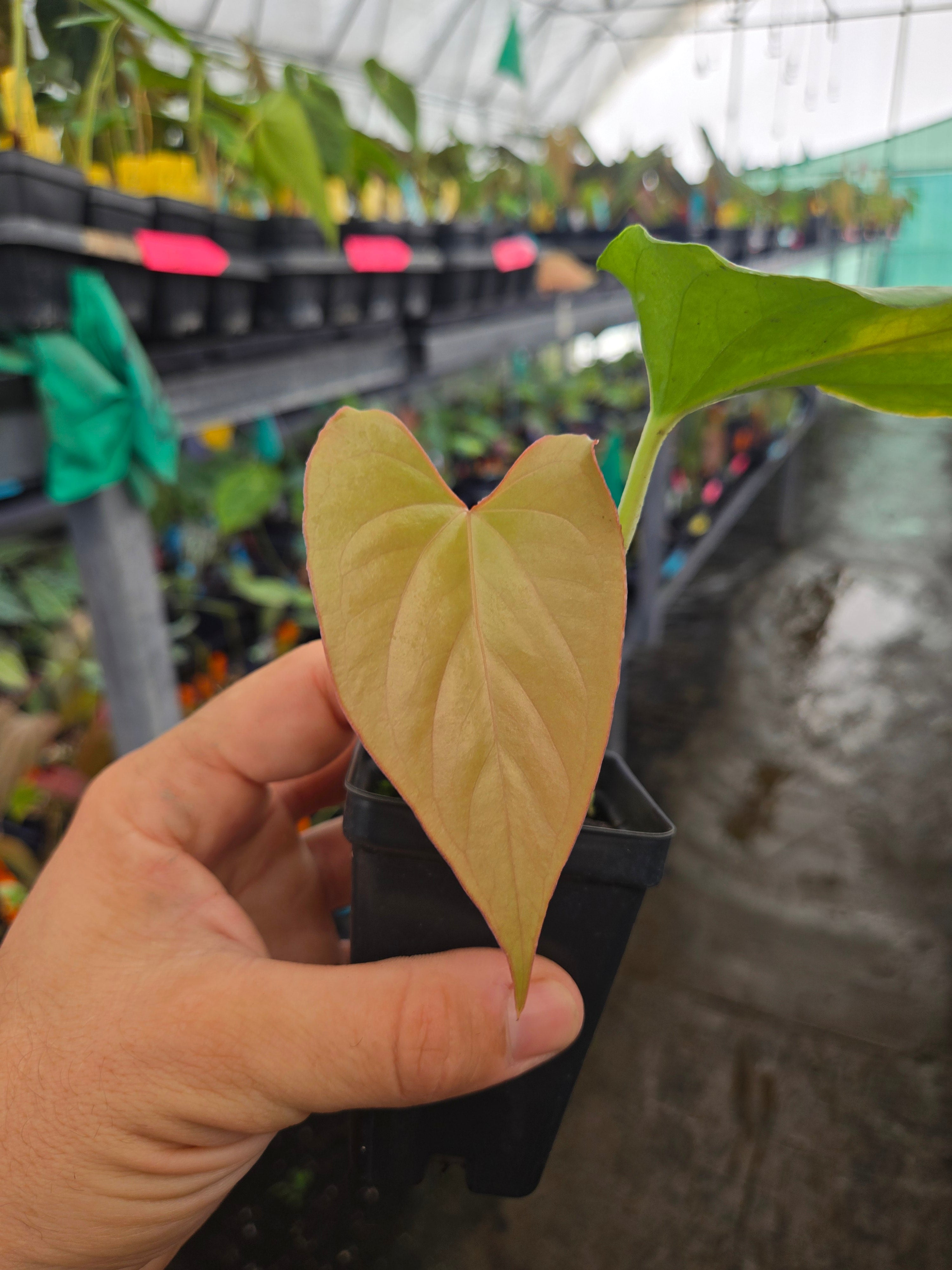 Anthurium cerrocampanense X (sp.) Silver Peru (A68) – Nice Plants
