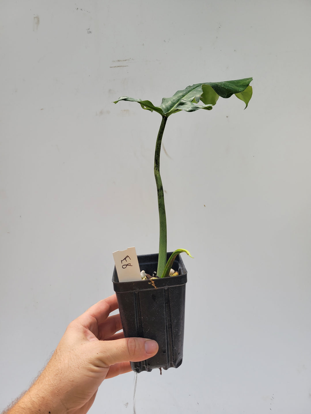 Philodendron Joepii, Non Tissue Culture Very large rooted plant, US Seller #e8